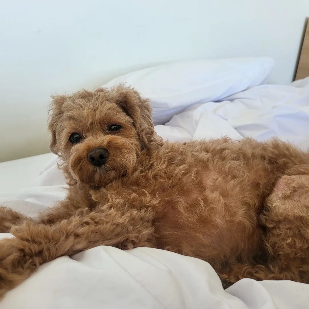 🐕❣