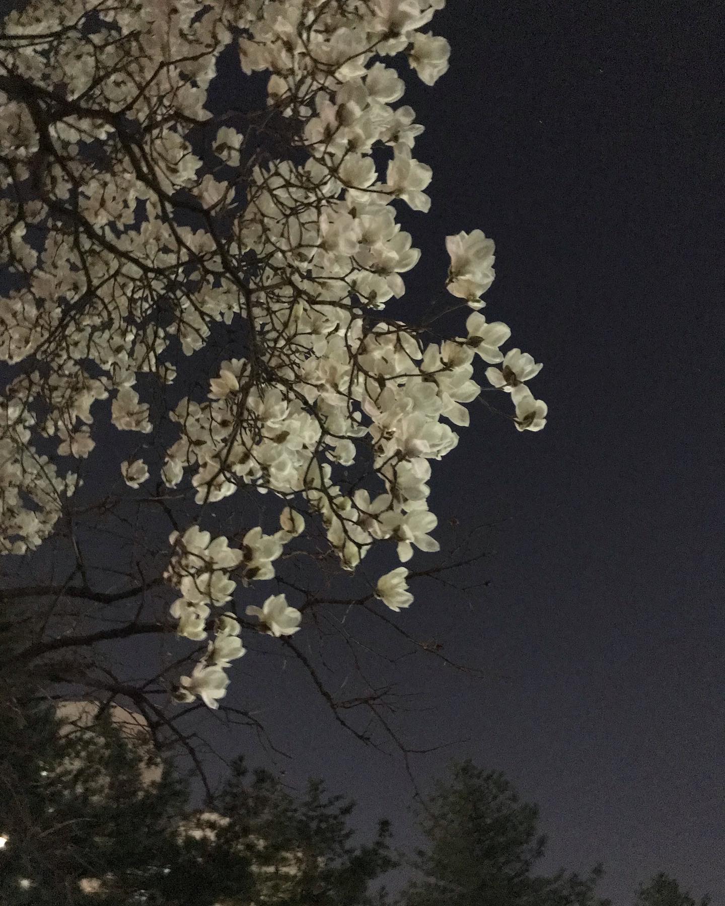 늦게 올리는 밤의 목련 사진…💕
이제는 거의 여름이다아아ㅠ

#밤하늘 #밤 #밤산책 #목련 #사진 #사진스타그램 #하늘 #하늘사진 #봄꽃 #봄 #여름이온다 #🌙