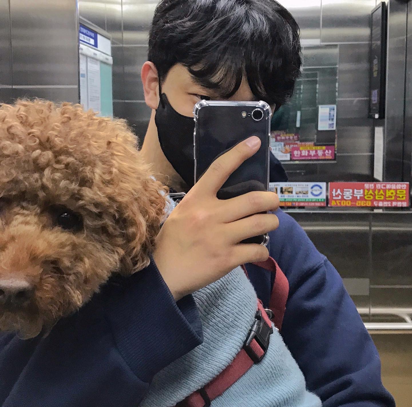 내 동생 곱슬머리 👶🏻
(자이언트푸들 아님 맥시멈미디엄푸들임)