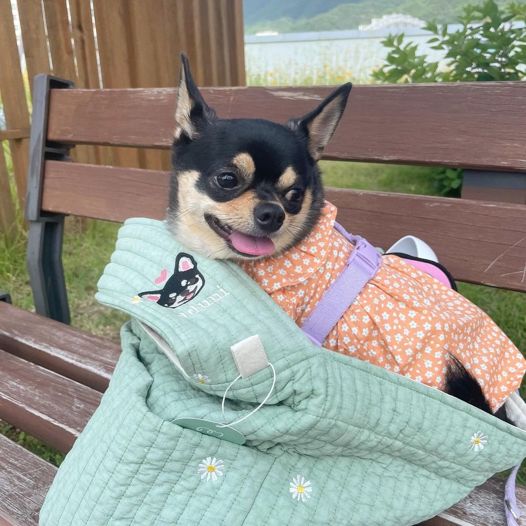 🍼뚠뚜니🍼 on Instagram: “#제품제공 예민뽀이 뚜니의 애착가방🍃👒 무드 온 펫에서 코지백 민트를 보내주셨어요 ᵕ̈ 장점은 수도없이 많고, 단점은 반려견이 가방에서 안나올수있고 그