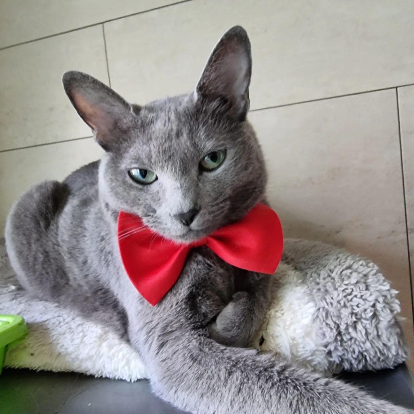 #러시안블루 #반려묘 
리본이 넘 커서
불만