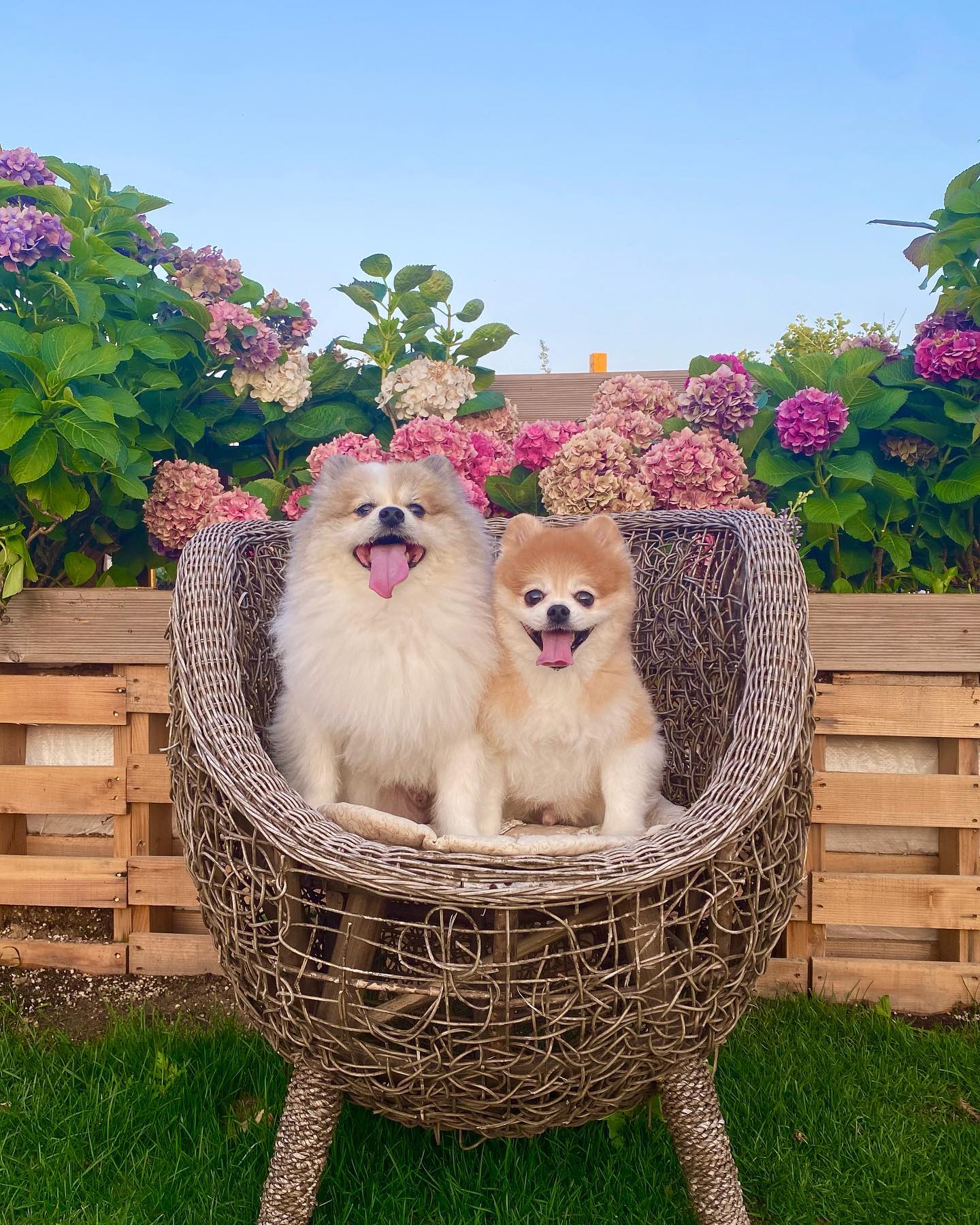 오랜만에 왔는데 꽃이 피었네🌸🌼
.
.
#dogstagram #dog #doglover #멍스타그램 #험프리즈 #애견카페 #팽성애견카페 #팽성험프리즈 #팽성맛집 #포메라니안 #파티포메 #멍멍이 #멍멍이그램 #애견인 #쉐이블포메 #쉐이블포메라니안 #파티포메라니안 #개린이 #개스타그램 #독스타그램 #댕댕이 #댕스타그램 #반려견 #강아지 #강아지일상 #댕팔 #댕팔맞팔 #멍팔맞팔환영 #멍팔맞팔