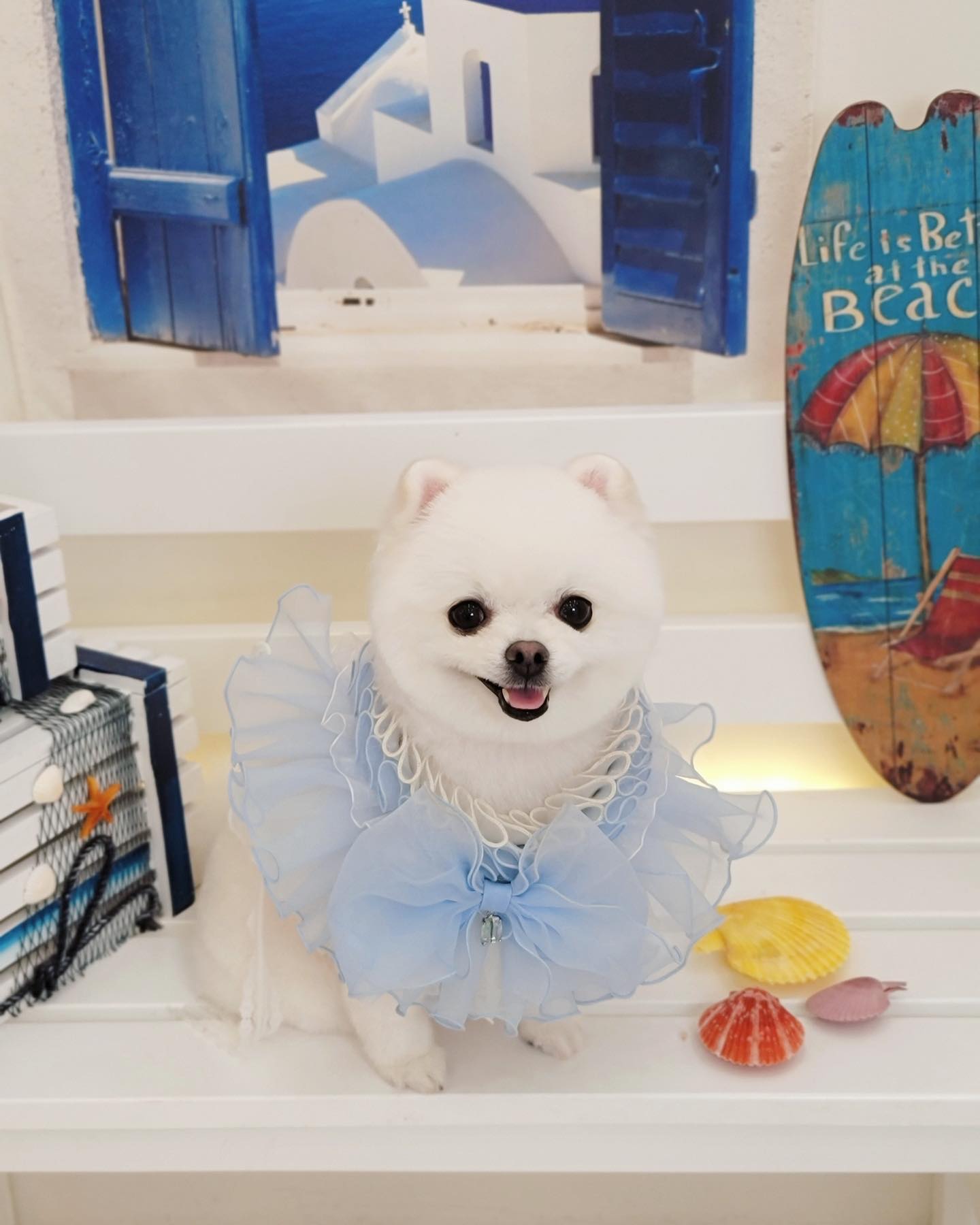 루앤몽 처음 방문했는데 곰돌이컷 완전완전 대만족!!🧸 4년동안 한 미용 중 가장 맘이 들어용😆 리치 루앤몽 단골하자🫶🏻😘❤️ 사진 서비스도 완전 짱짱❤️‍🔥 

예뿌게 미용해주셔서 감삼댜🥰 ruandmong 

_

_

_

_

#곰돌이컷 #포메미용 #부천미용 #포메라니안 #리치 #견스타그램 #강아지협찬 #강아지모델 #멍스타그램 #인스타독 #펫스타그램 #댕댕이그램 #포메스타그램 #멍멍이 #강아지 #소통 #멍뭉이 #팔로우 #댕댕이 #반려동물 #맞팔 #선팔 #좋반 #인친 #좋테 #좋아요  #반려견 #개린이 #반려견일상 #강아지일상