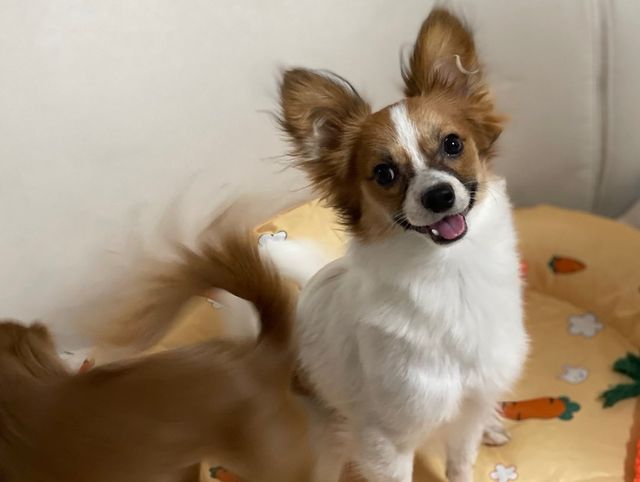 🐶짜장 치즈 막내🐶 on Instagram: "짜치내 추천코드 : PJu7pO3bqa 친구들 안녕!! 이번에는 펫프라이스 클럽 체험단을 해봤어~ 지금 한달정도 써봤는데 좋은 것 같아서 친구들한테도 알려줄게!! 일