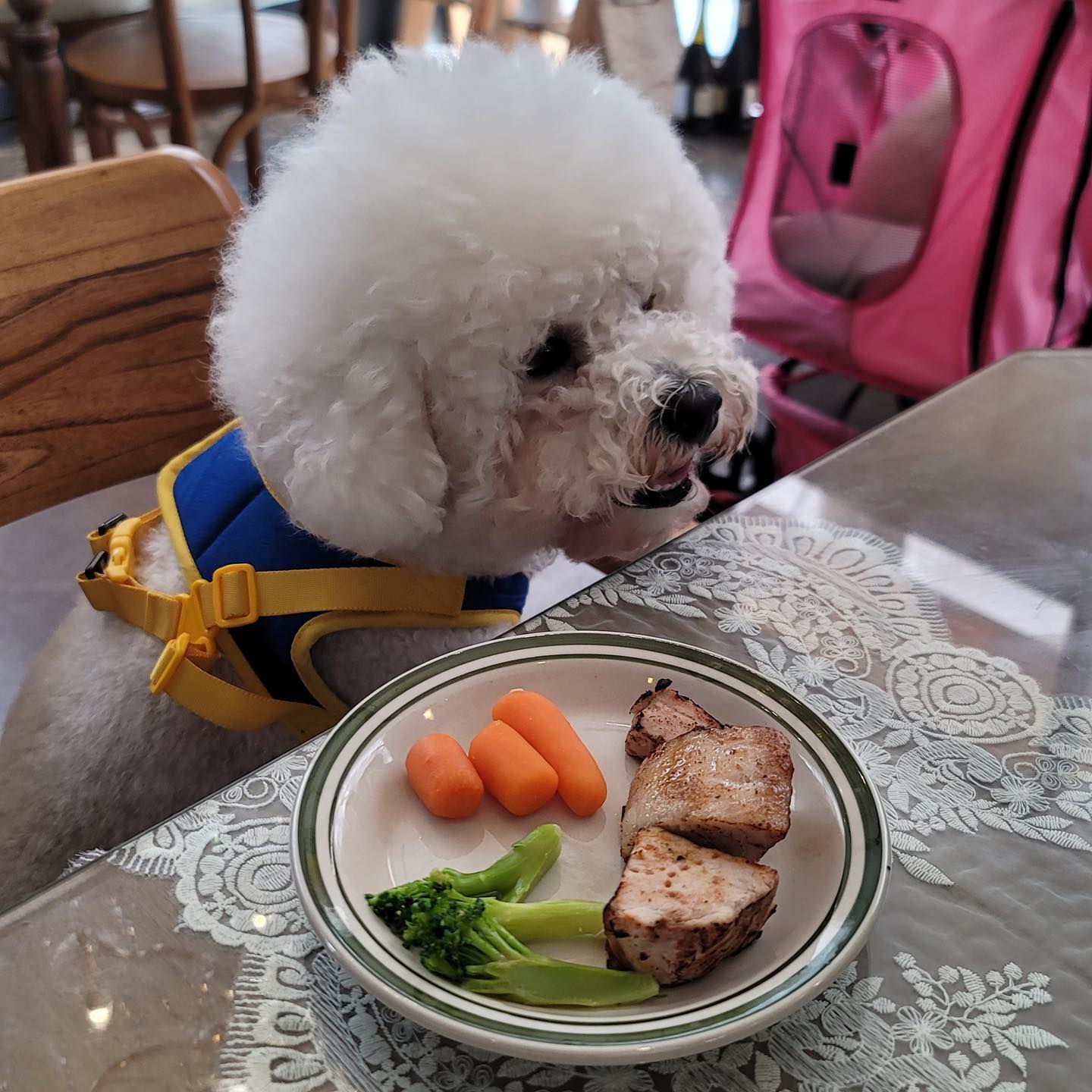 🍴🍖🍴
.
.
.

#비숑프리제 #멍스타그램 #반려견 #dog #일상 #개스타그램 #댕댕이#dogstagram #펫스타그램 #pet #견스타그램 #강아지그램#독스타그램 #instadog #멍멍스타그램 #petstagram #좋아요 #❤️ #밀크점장 #부산 #오데뜨 #전포#서면오데뜨