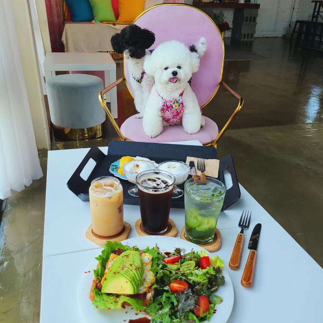 댕댕이들 실컷 뛰어놀기 좋았던 애견카페 🐶💕

제주 여행때 다녀왔던 곳인데
1층부터 2층, 야외테라스에 댕댕이들 놀이터도 있어서 공간도 넓고 좋더라구요~

댕댕이들을 위한 수제간식 메뉴들도 따로 있어 더욱 맘에 쏙❤️

#내돈내산

주문한 메뉴는⤵️

🔹️오픈샌드위치🔹️

베이컨에 체다슬라이스치즈, 계란후라이에 채소, 딸기잼 조합이
완죤 꿀맛 🥪😋
넘 맛있었어요💕

🔹️아이스 아메리카노🔹️
🔹️아이스 바닐라라떼🔹️
🔹️청포도 에이드🔹️

 댕댕이들 주문 메뉴는⤵️

🔹️멍푸치노🔹️
🔹️멍치킨🔹️

애들이 엄~~청 잘 먹어서 따로 포장도 해갔어요
아주 게눈 감추듯 흡입하더라구요🤭

사장님도 넘 친절해서 더욱 맘에 들었던곳..
제주도 가면 여긴 무조건 다시 들리려구요☺️💛

#제주도애견카페 #별애별개
.
.
.
#애견동반카페 #애견동반가볼만한곳 #제주애견동반 #애견실내놀이터 #제주애견실내카페 #제주애견카페 #애견동반외식 #제주별애별개 #제주애견동반식당 #제주도카페추천 #먹스타그램 #먹스타맞팔