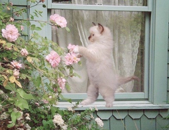 🌷🐾🐈💕