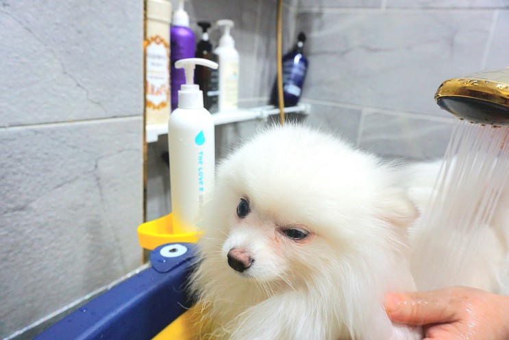 강아지저자극샴푸 더럽개 향기도 좋고 털도 살고