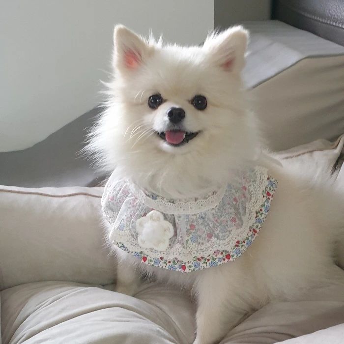미용하기 전 복슬이컷!!
귀여운 osiosi_pet 케이프하고
오늘두 귀엽개 🐩
조만간 또 사진 찍으러 가즈아!!
뒤태가 참 예쁜 케이프네요!!
#오시오시펫 #강아지케이프 #강아지옷 #강아지모델 #강아지리본
