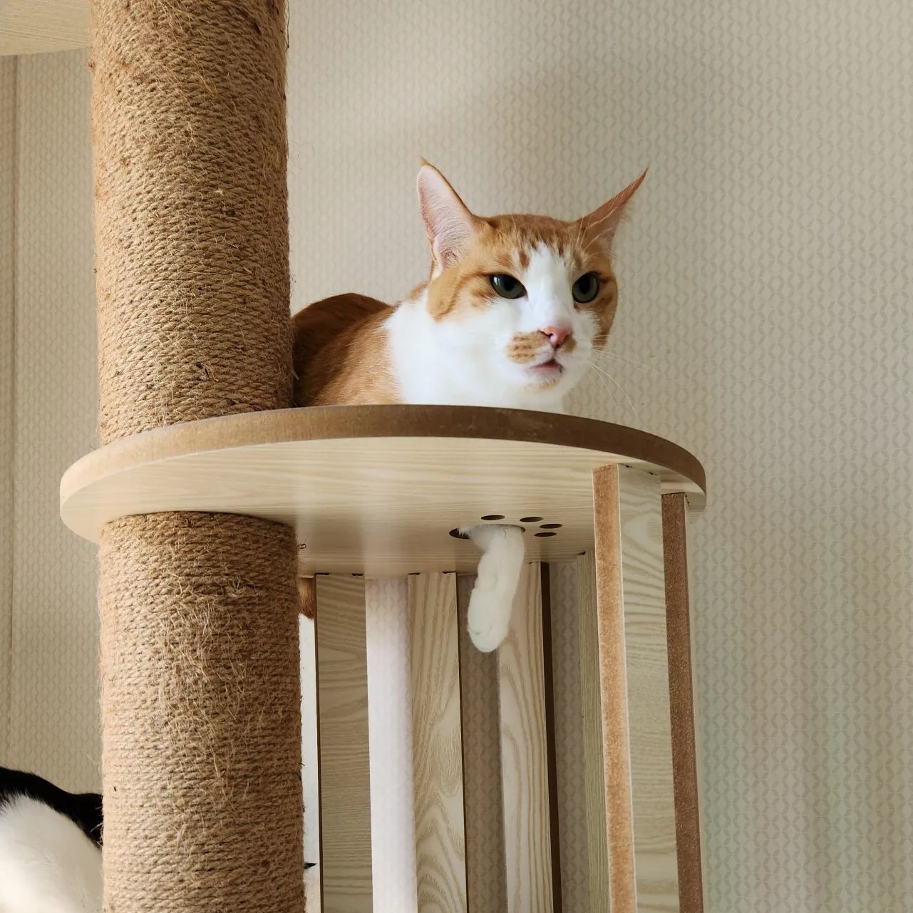 김고란..
앞발 자연스러웠다🐱