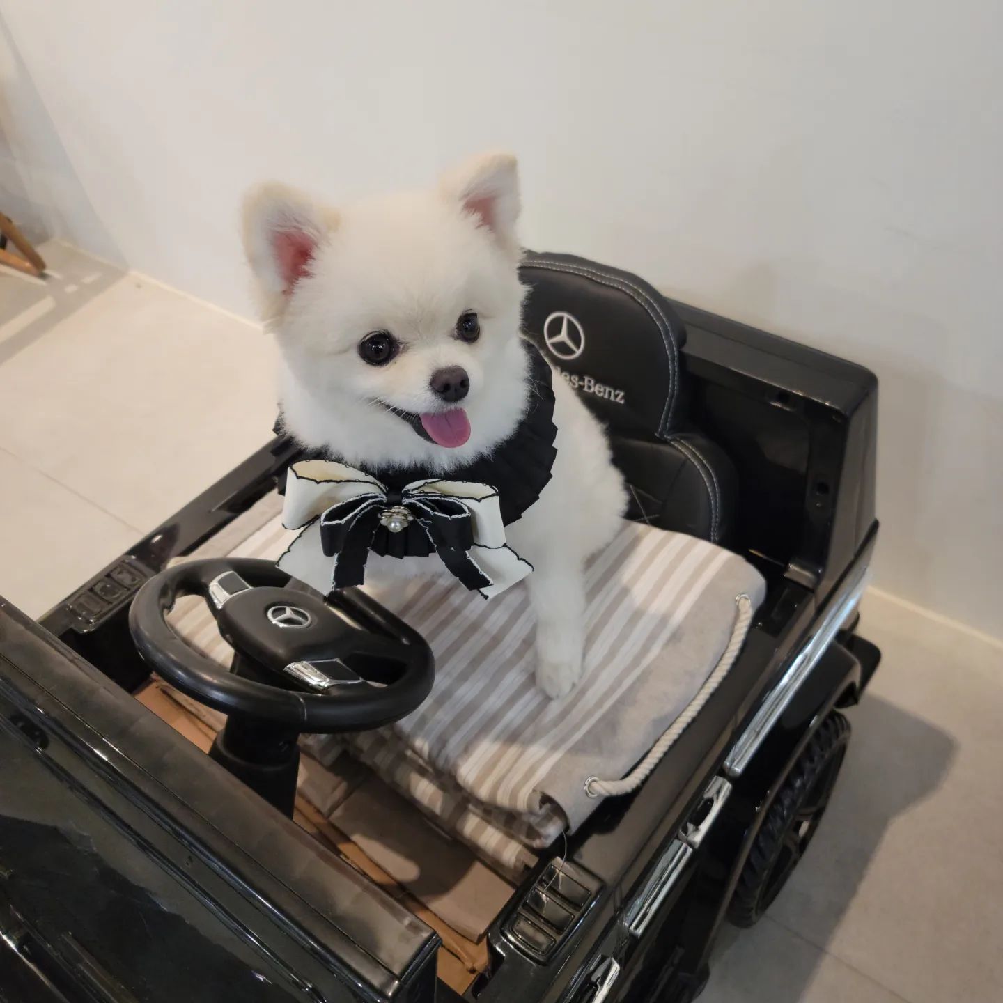 누나..이 차도 부탁해...
케이프는 👉 osiosi_pet

#그만해라많이찍었다아이가 #블랙엔블랙이진리 #케이프므찌다 #강아지케이프 #강아지옷 #강아지모델 #쿠키 #강아지자동차 #현대다산아울렛 #코코스퀘어 #포메라니안