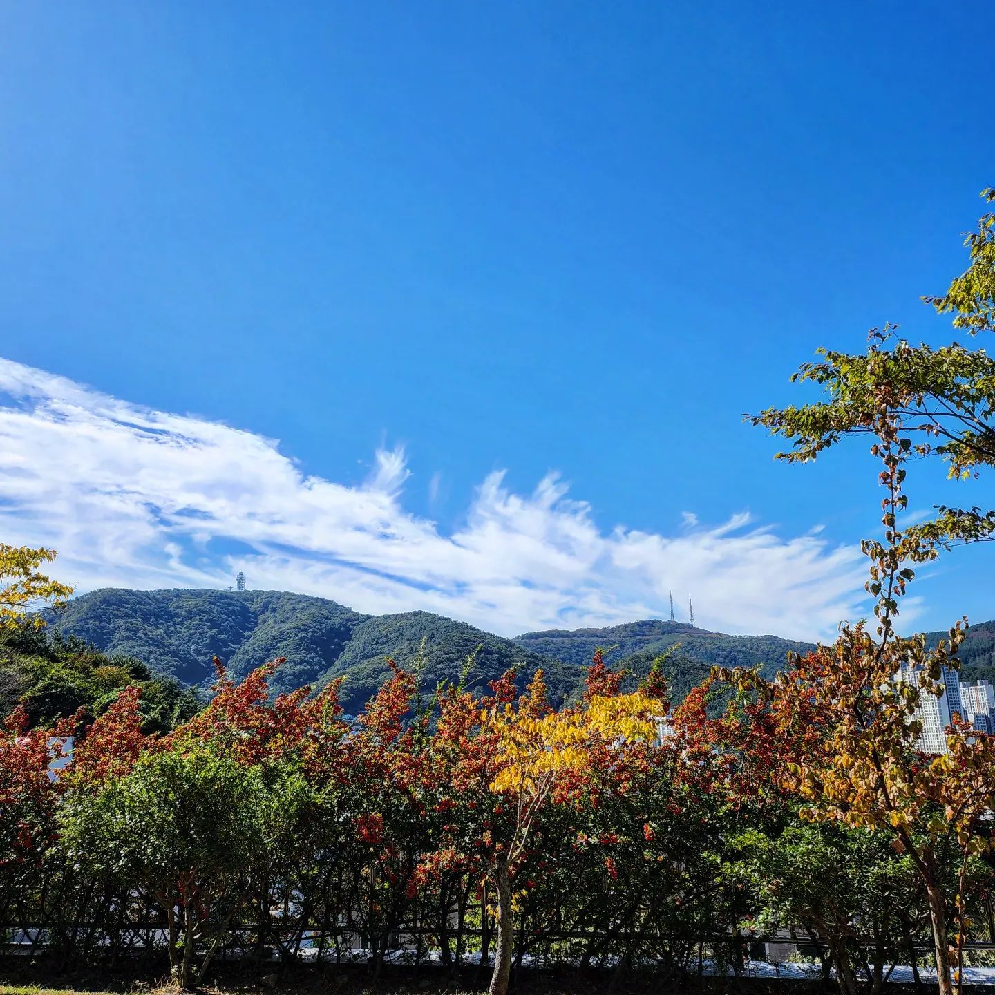 💙파랑파랑💙 #703💠

요즘 하늘이 맑고 파랗고 이뻐죽겠네~
둘레길 한바퀴 돌고 자전거조금 타다
벤치에 누워서 햇빛쬐기😎
뜨끈뜨끈 한의원에서 침맞고 적외선 쬐는기분~10분동안 하는 처다보다 집으로왔다ㅋ
엄마가 수육삶아놨네~^^
뇸뇸😋
간장소스에 와사비 올려서 먹으니 JMT😋
맛난다고 엄지척👍
파란하늘과 맛나는점심~감사합니다🙇‍♀️

오늘운세 : 	주변의 일 때문에 정작 해야 할 일은 하지 못한다.

매일 매일 감사하는마음으로 살다보면 좋은일이 생긴데요. 
{10시전 취침-7시전 기상} [규칙적인생활]
#감사일기💠#일상#motd #바른생활루틴이#헬시플레저 #백수니의하루#오하운 #아침형인간#셀카#ootd#아침과일#파란하늘#가을하늘#가을산#수육