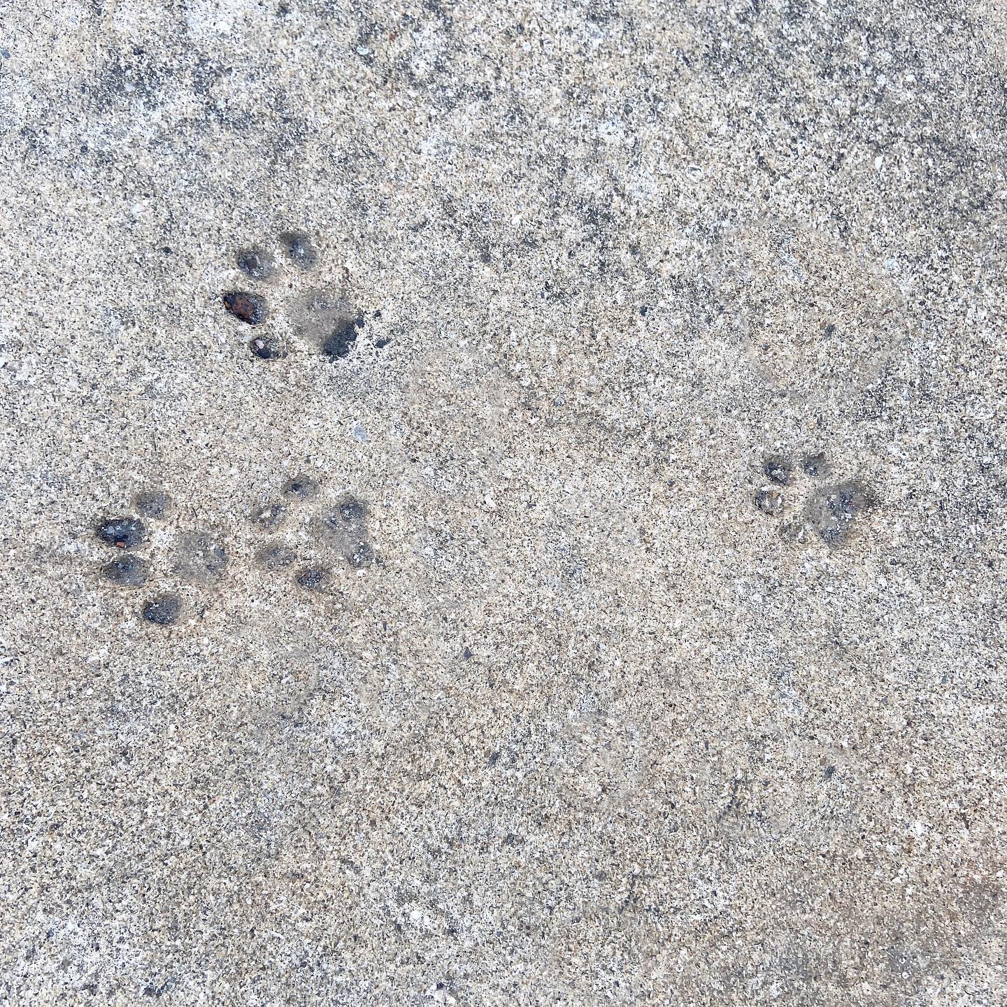 🐾