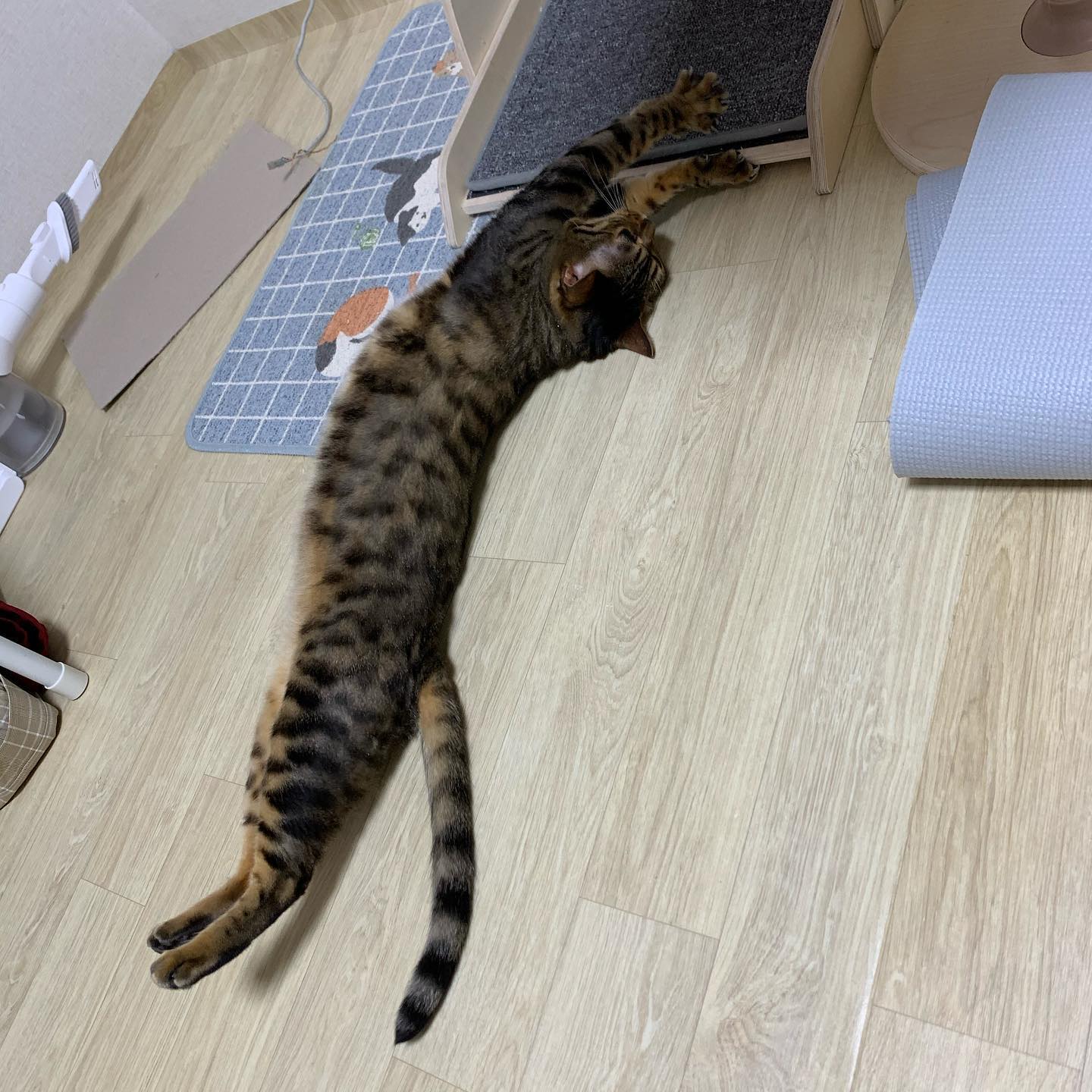 #cats #catsofinstagram #bengal #냥스타그램