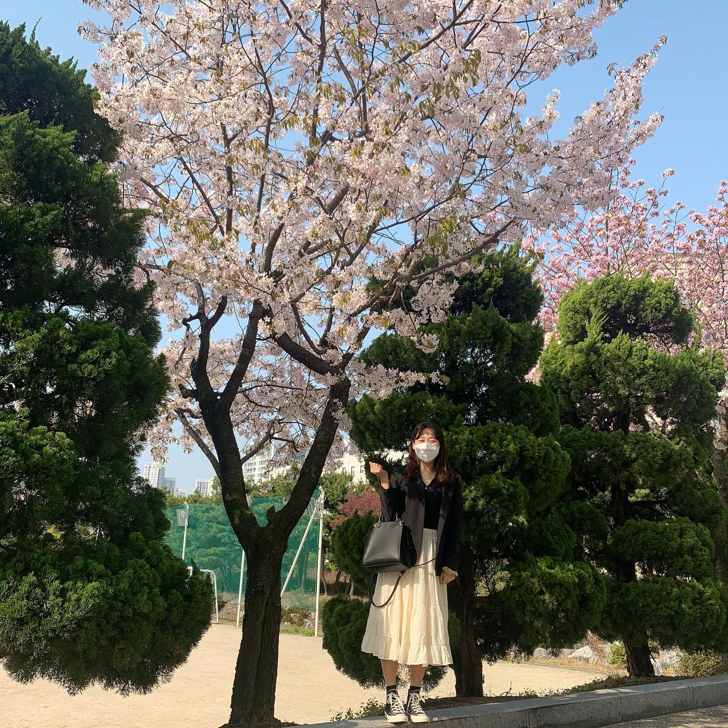 살아남은벚꽃과🌸