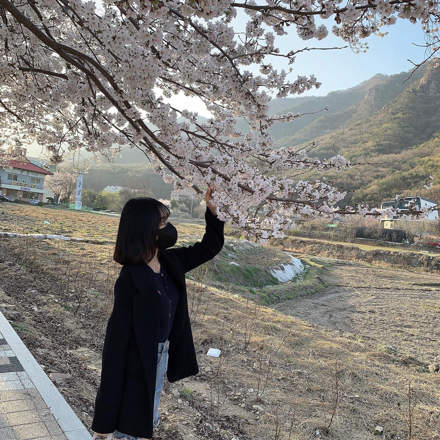 봄과 신데렐라와 꿈꾸는 강아지
(그리고 시험과 과제 지옥 😵)
•
•
•
#벚꽃 #시바견 #1분기끝