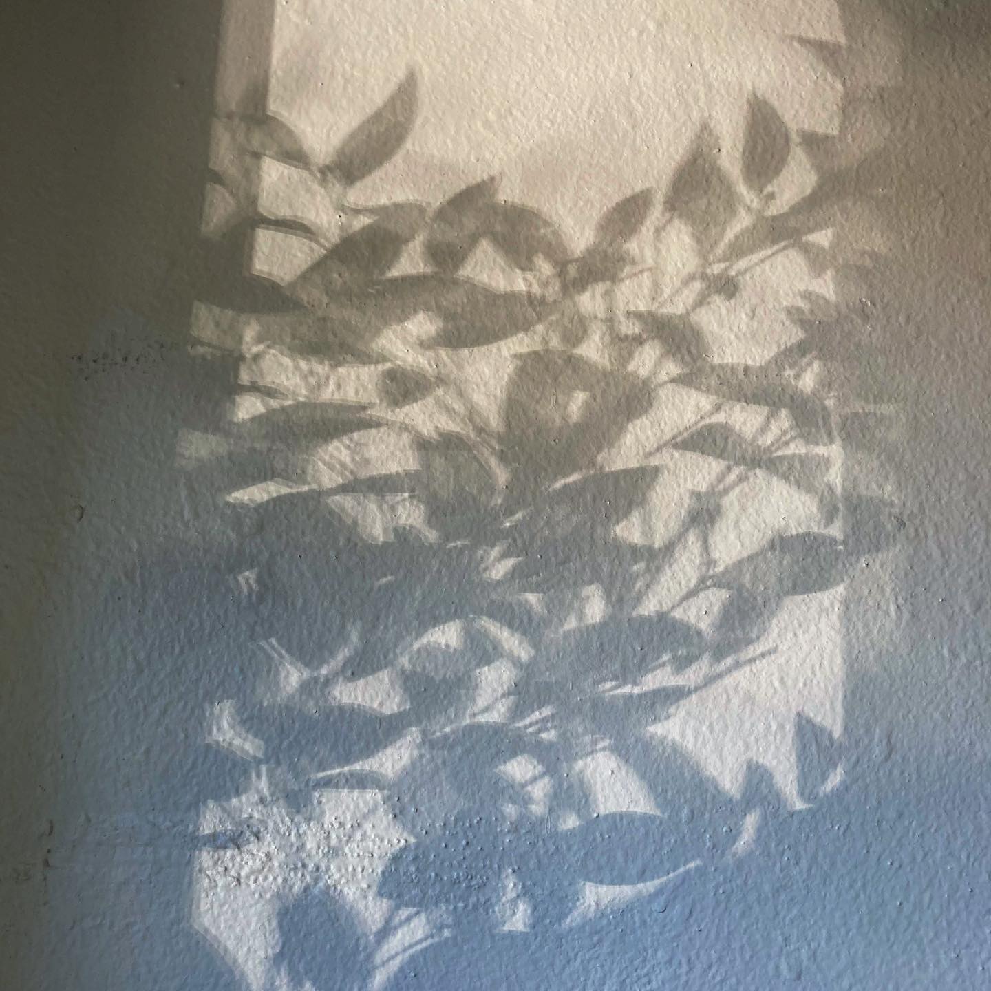 🎋