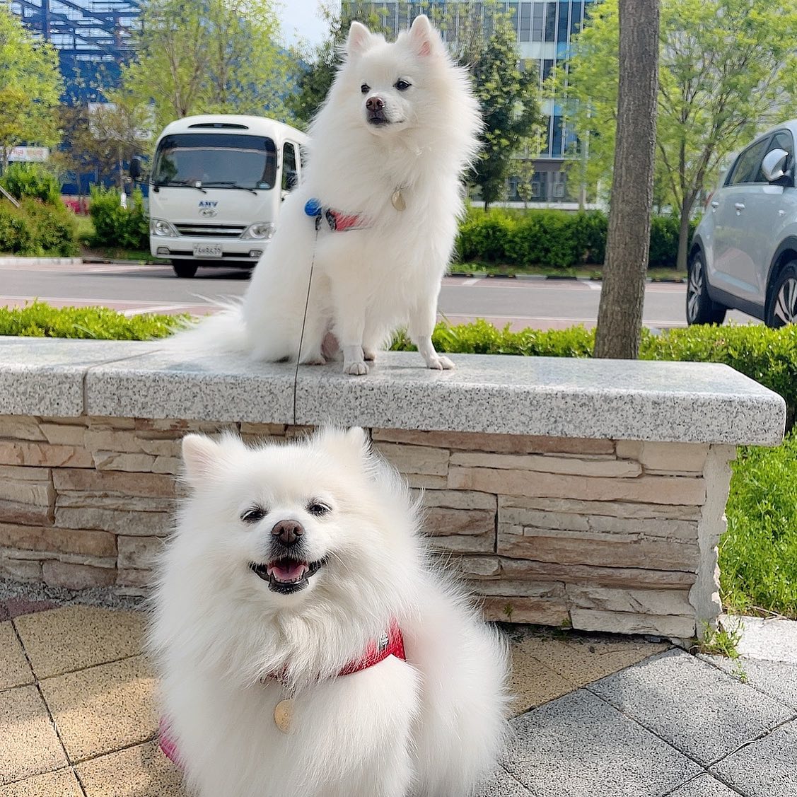 하네스 바꿔서 기분좋은 콩이❤️
.
.
.
#댕댕이그램#스피츠#강아지 #멍스타그램 #반려견 #dog #일상 #산책 #댕댕이 #puppy #dogstagram #멍멍이 #펫스타그램 #daily #pet #소통 #견스타그램 #데일리 #강아지그램 #독스타그램 #맞팔#instadog#좋아요 #선팔 #애견 #강아지스타그램 #멍스타그램#멍템#앞섬방지하네스