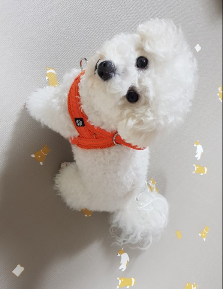 멍템 앞섬방지하네스 산책시 뛰뛰하는 친구들에겐! 강아지가슴줄 앞고리 하네스