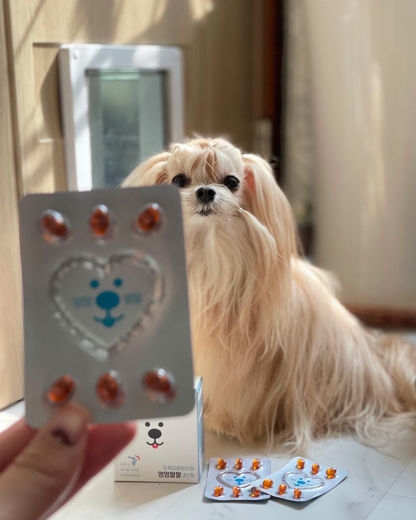 #광고 씨스팡의 관절팔팔 댕냥이버전 멍멍팔팔🐶
저희집은 사람이 관절로 고생중이라 관절의 소중함을 뼈저리게 느껴서🥲 애들도 관절영양제 필수로 챙겨주는데 요번엔 멍멍팔팔 관절영양제 먹여봤어요✊

크기도 쪼만하고 향도 없는편이라 링이는 바로 잘먹는데 별이는 냄새가 안나서 그런スΙ 안먹길래 간식 발라줘보니 역시나,, 𝑦𝑢𝑚𝑚𝑦

⊹캡슐 안먹는 아이들은 캡슐을 반으로 잘라 오일을 밥에 뿌려 줘도 ʕ♡˙ᴥ˙♡ʔ 

유명 아티스트인 #pH-1 #Paloalto 가 콜라보한 음악을 들으면 음원수익 전부 유기견센터에 기부된다고 해요😆
mungpal_sys 혹은 유튜브 씨스팡tv 채널에서도 만나 볼 수 있습니다.

그리고 5/15일부터 2주일간 한남동 카시나에서 진행될 의류브랜드 인포멀과 콜라보한 팝업스토어까지ʺ̤

음원에서 의류까スΙ 동물을 위한 다양한 캠페인을 진행중이니 많이많이 참여해주세요🥺💖

#멍멍팔팔 #강아지영양제 #반려견 #반려견영양제 #반려묘영양제 #강아지관절영양제 #고양이관절영양제 #멍스타그램