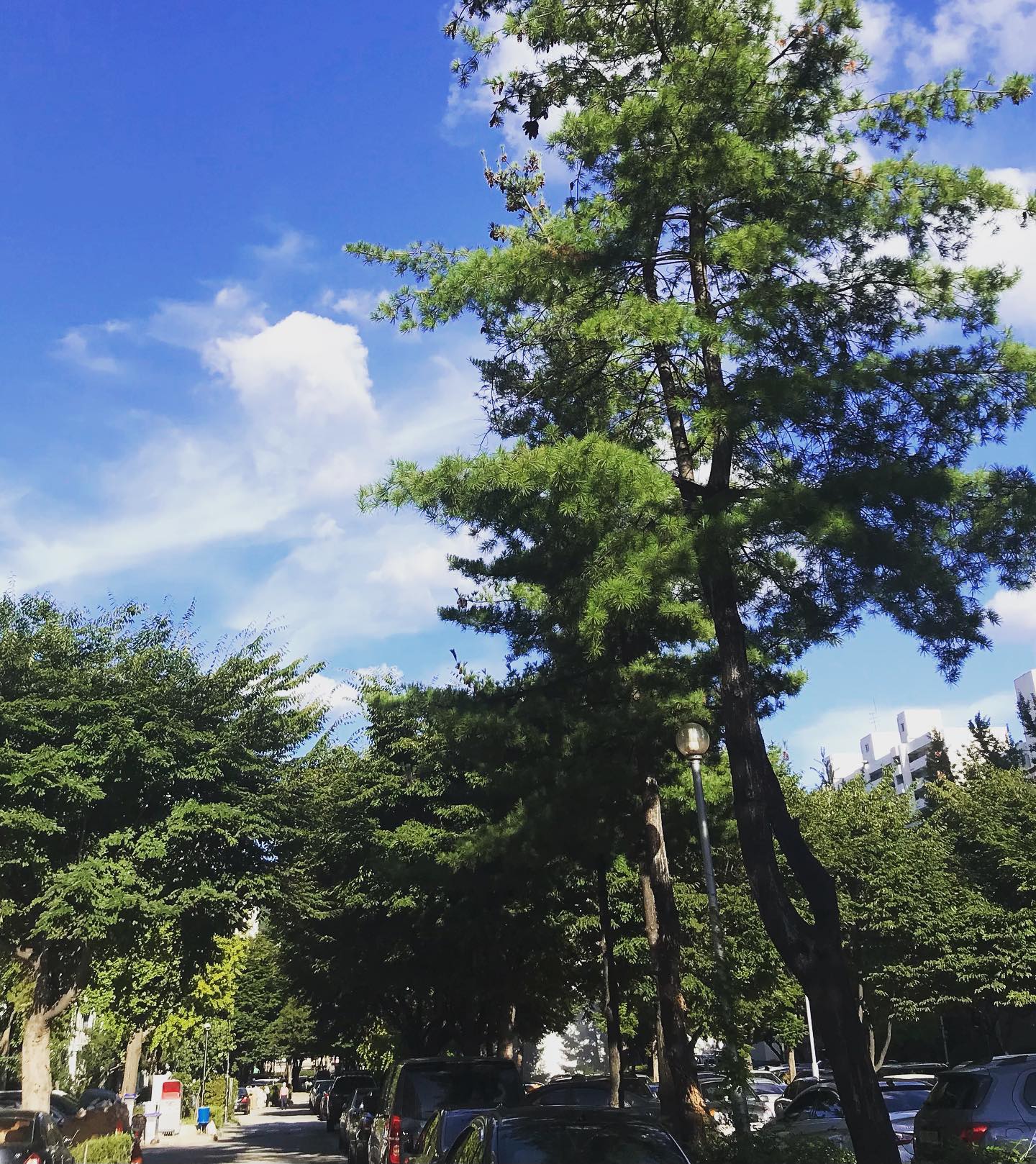 ☁️☀️🌳

#오늘의하늘 #오늘의하늘☁️ #하늘 #하늘사진 #하늘스타그램 #구름스타그램 #선팔맞팔 #선팔환영🙌