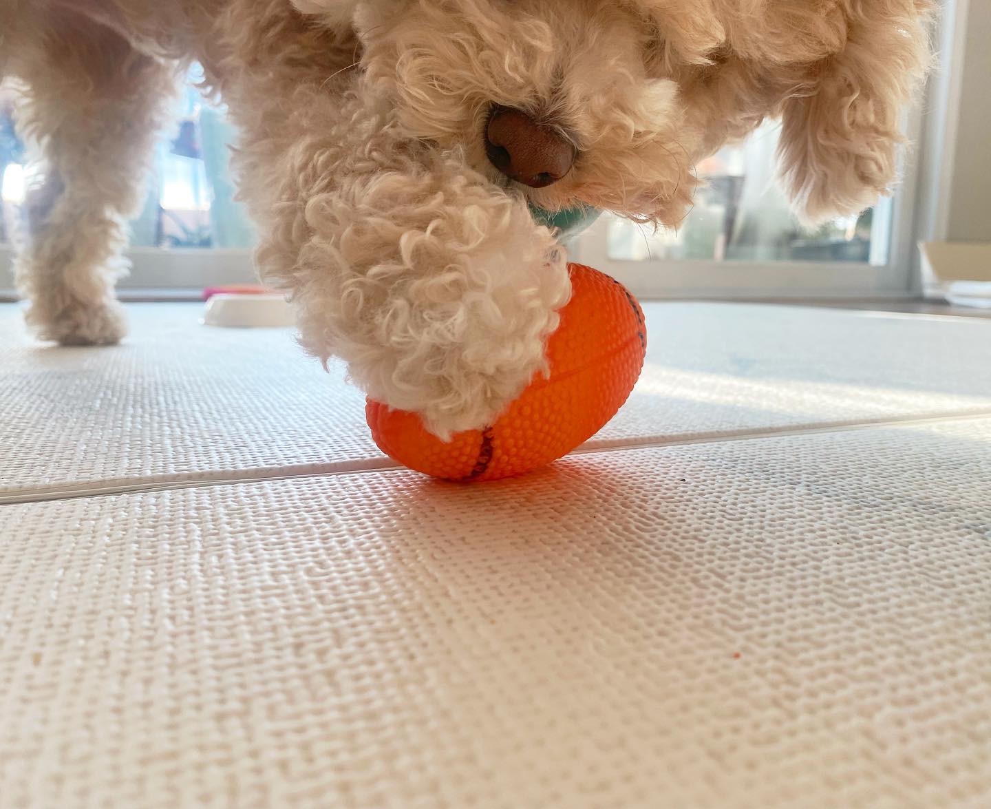 초록공 주황공 다 내꼬 🐶🟢🔶
