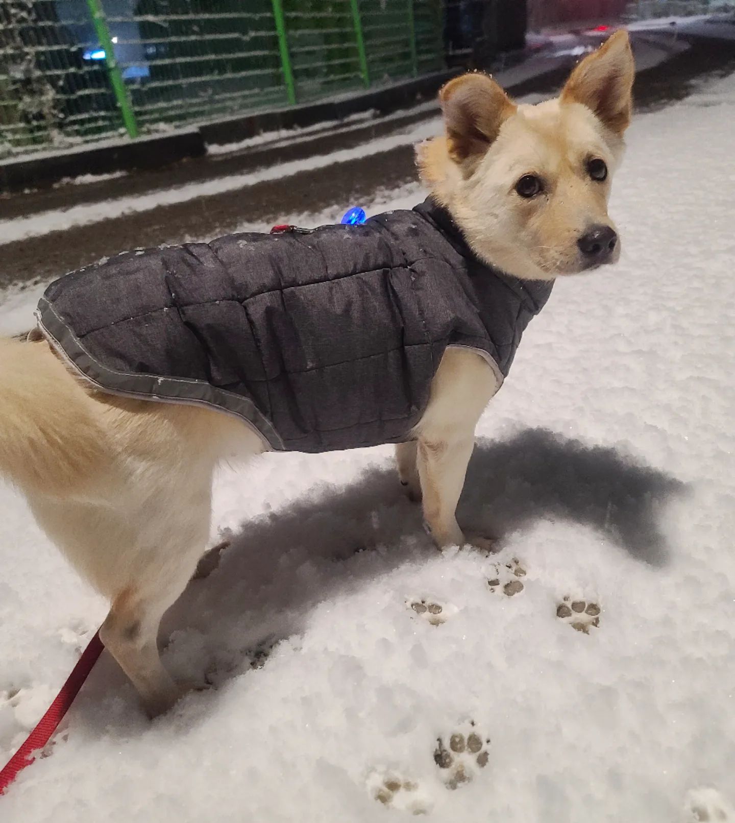 86일째의 라산이🐶
눈을 좋아하는 강아지가 됐다ㅎㅎㅎㅎ❤❤
발자국이 너무너무 귀엽고 사랑시러버서 남기는 오늘의 기록👀

#사지말고입양하세요 #마산보호소 #스트릿출신