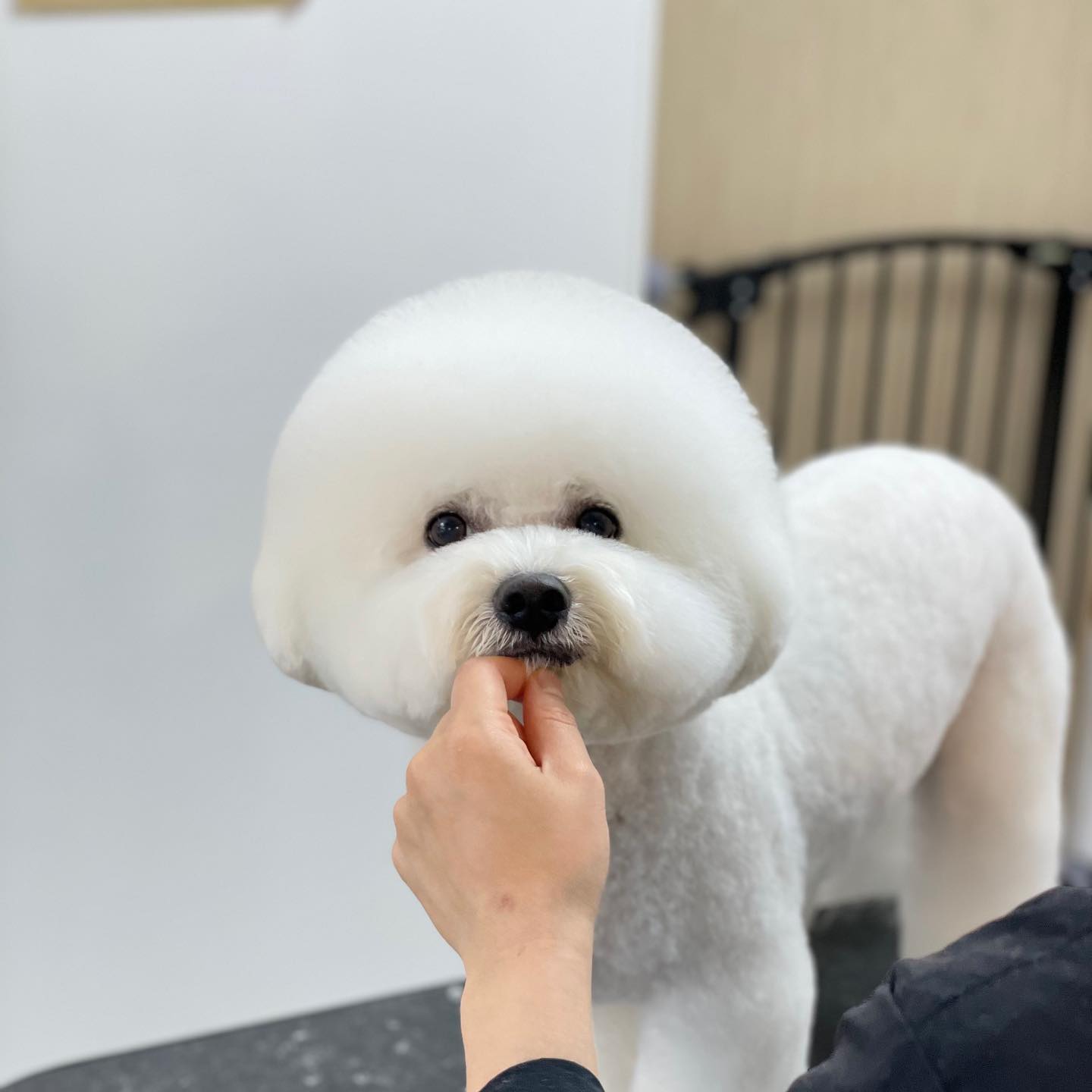 손샌님 똥글똥글하게!! 제 하이바 잘되가고있쬬??