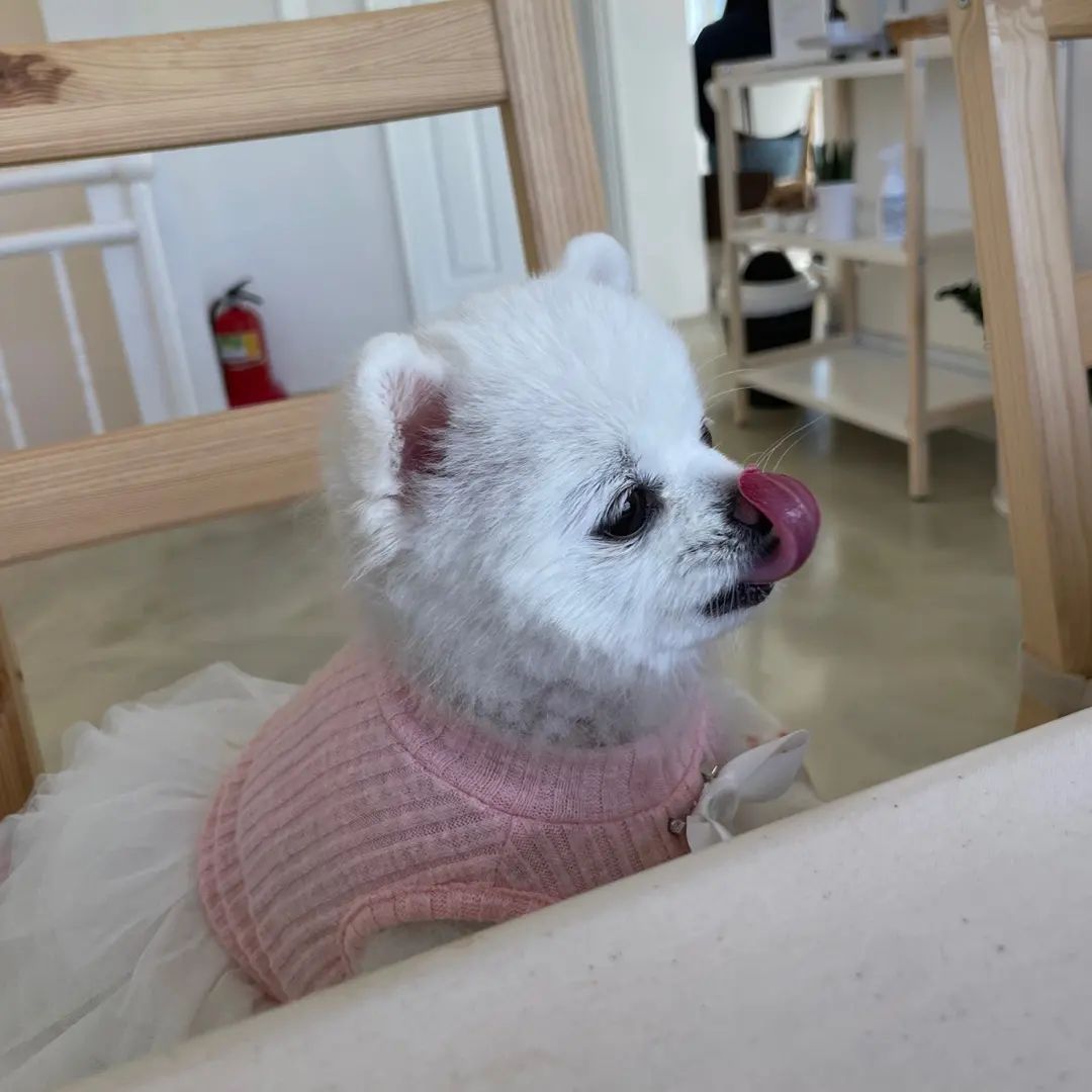 우주에서 제일 귀여운 혓바닥👅

.
오늘 솜이는 시흥에 생긴 신상카페에 다녀왔어요💓
주택을 개조한 카페라 한적하고 + 실내에도 반려견 동반 입장이 가능한 카페여서 즐겁게 지낼 수 있었답니다💖
인테리어부터 음식까지 깨끗하고 세세하게 신경 쓴 티가 많이 나서 머무르는 내내 기분이 좋아졌던 곳❣
또 가고싶다🥰