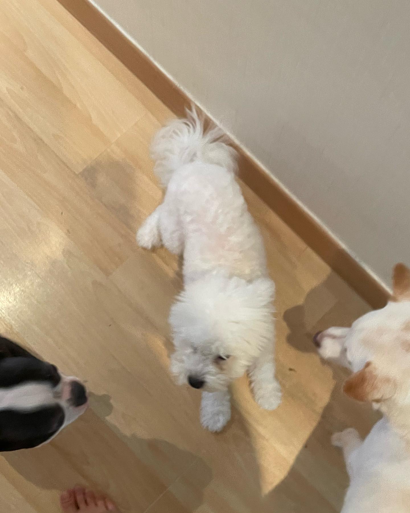 #4개월비숑친구#딩딩이#아동생이구나#잘지내보자#너무격했나😭#동생이리와#잘놀아보자😄#추석명절맞이#이모네집
