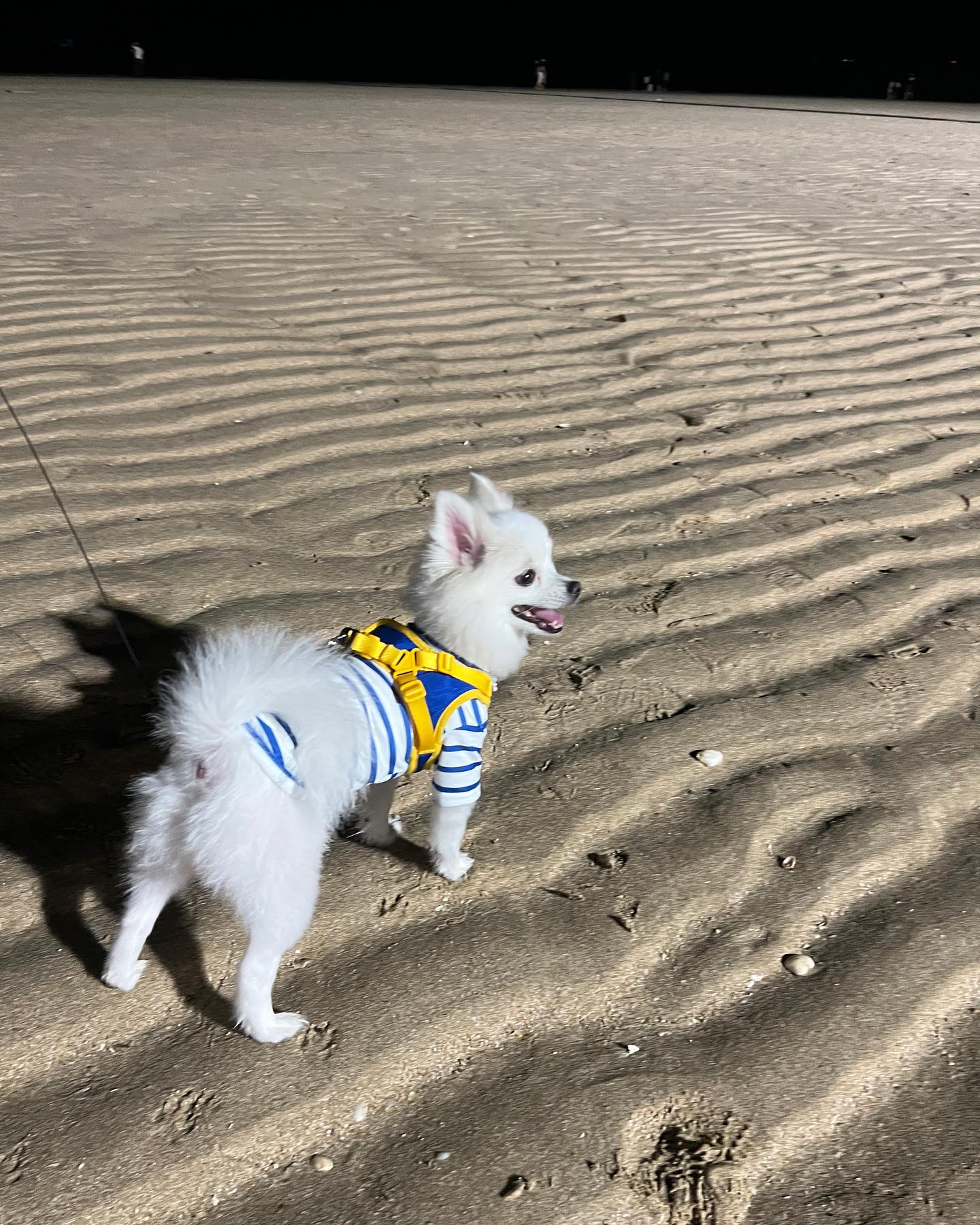🏖 도도의 밤바다 나들이 ٩⠒̫⃝و
나는 물도 안 무서워하는
댕댕이라구 ʚ₍ᐢ ›̥̥̥ ༝ ‹̥̥̥ ᐢ₎ɞ