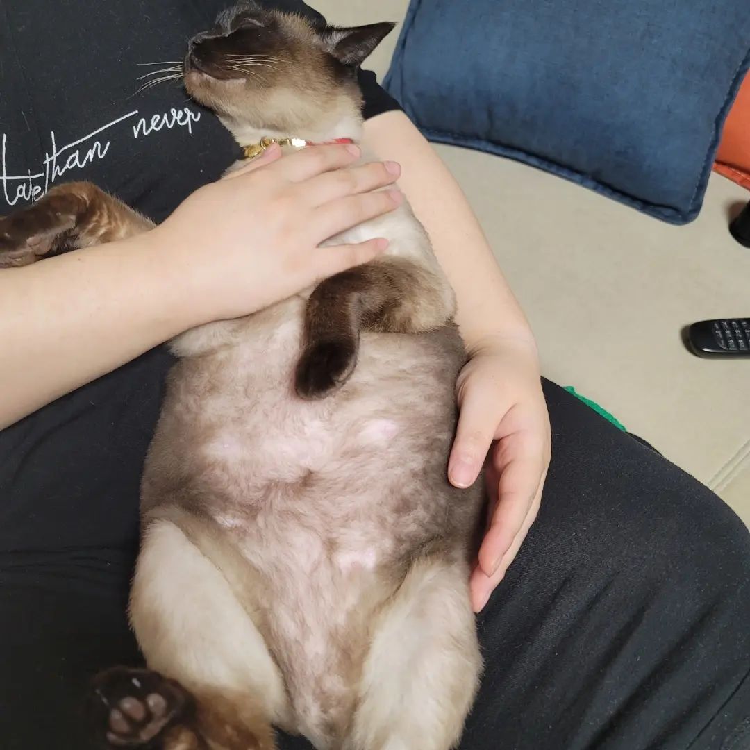 엄마 품 속에. 벌러덩 💤
.
.
.
#고양이 #고양이의하루 #고양이그램 #샴고양이 #랜선집사 #랜선이모 #고양이자랑 #토로 #토미 #토로미냥 #catstagram #แมว #cat #siamesecatcat #그루밍그램 #좋아요 #그루밍 #꾹꾹이#고양이간식 #집사 #집사의하루 #고양이일기#귀여운고양이#고양이영양제#캣그라이스 #고양이잠자는자세 #고양이잠