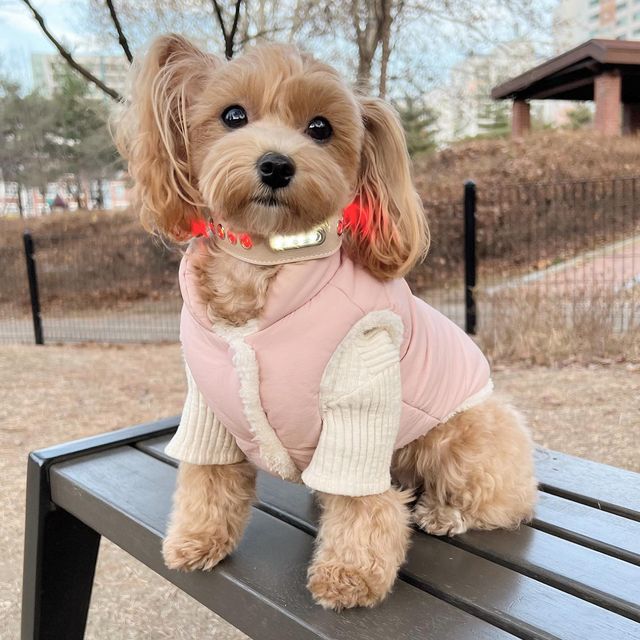 순덕앤소미 on Instagram: "#협찬 #광고 반려견 LED 강아지 목걸이 #함께하개 야간산책을 위한 웨어러블 LED 디바이스💗 시중에 나와있는 LED는 불빛도 약하고 교체를 자주 해야해서 불편했는데