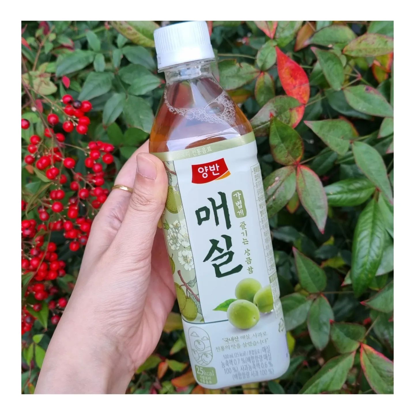#협찬

매실음료를 좋아하지만 높은 칼로리와 당 걱정으로 인해 망설였던 분 없으신가요~?👋

✔️당 함량이 낮으면서 입맛을 상큼하게 돋구워주는 저칼로리 #양반매실 이번에도 마셔봤어요~!!

✔️양반매실은 정말 자주 마시는 최애음료인데 25Kcal로 부담없는 저칼로리에 당 함량까지 낮아서 언제든 부담없이 마실 수 있어요.🫒💚

✔️국내산 매실과 사과를 넣은 매실음료여서 언제 마셔도 상큼하고 깔끔합니다.🫒

운동할 때는 물론이고 식사 후 마셔도 상쾌해서 최고~!!👍

✔️안전한 생산과정으로 만들어져서 온가족 모두 안심하고 믿고 마실 수 있는 매실음료에요.💚

📌정말 여러 번 재구매해서 마시는 음료로 시원하게 마시면 더 맛있고 언제 마셔도 칼로리, 당 걱정없이 상큼한 #양반매실 찐추천합니다. 🌿

#양반매실 #매실음료 #저칼로리 #매실차 #동원매실 #동원양반매실 #매실음료 #매실 #매실청 #매실차 #저칼로리음료 #음료추천 #저칼로리매실음료 #매실음료추천 #음료추천 #저칼로리음료추천