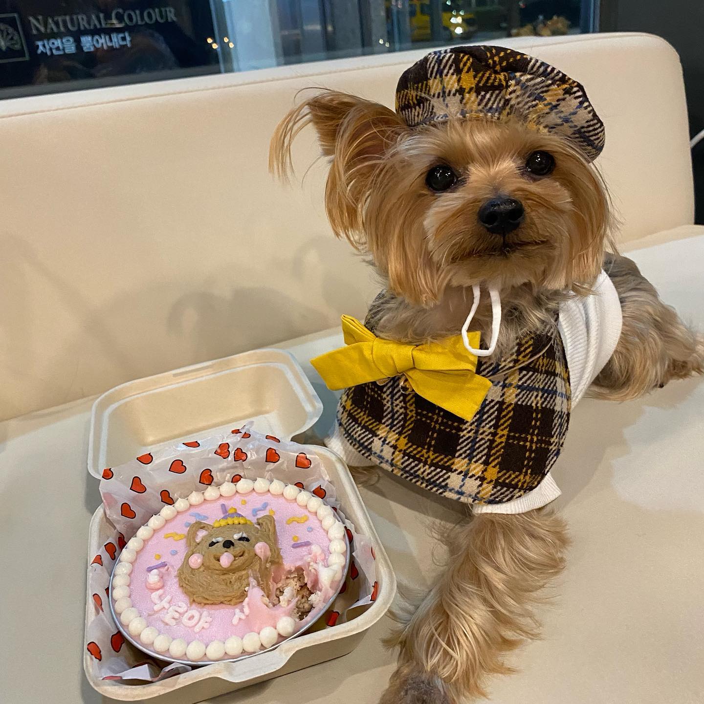 🎊나로 7번째 생일 축하해🎊
.
.
비록 첫번째 사진은 나로가 한입 먹은 사진이지만 너무 귀여워서..❣️
나로야 우리 막내로 와줘서 고마워❤️
✨언제나 사랑해✨
.
.
#요크셔테리어 #요크셔 #반려견생일 #반려견생일파티 #강아지케이크 #반려견생일케이크 #요키 #요키그램 #오늘의주인공은너야너 #생일축하해❤️ #happybirthdaymyboy #cakefordog #yorkie #yorkshire #instayorkie