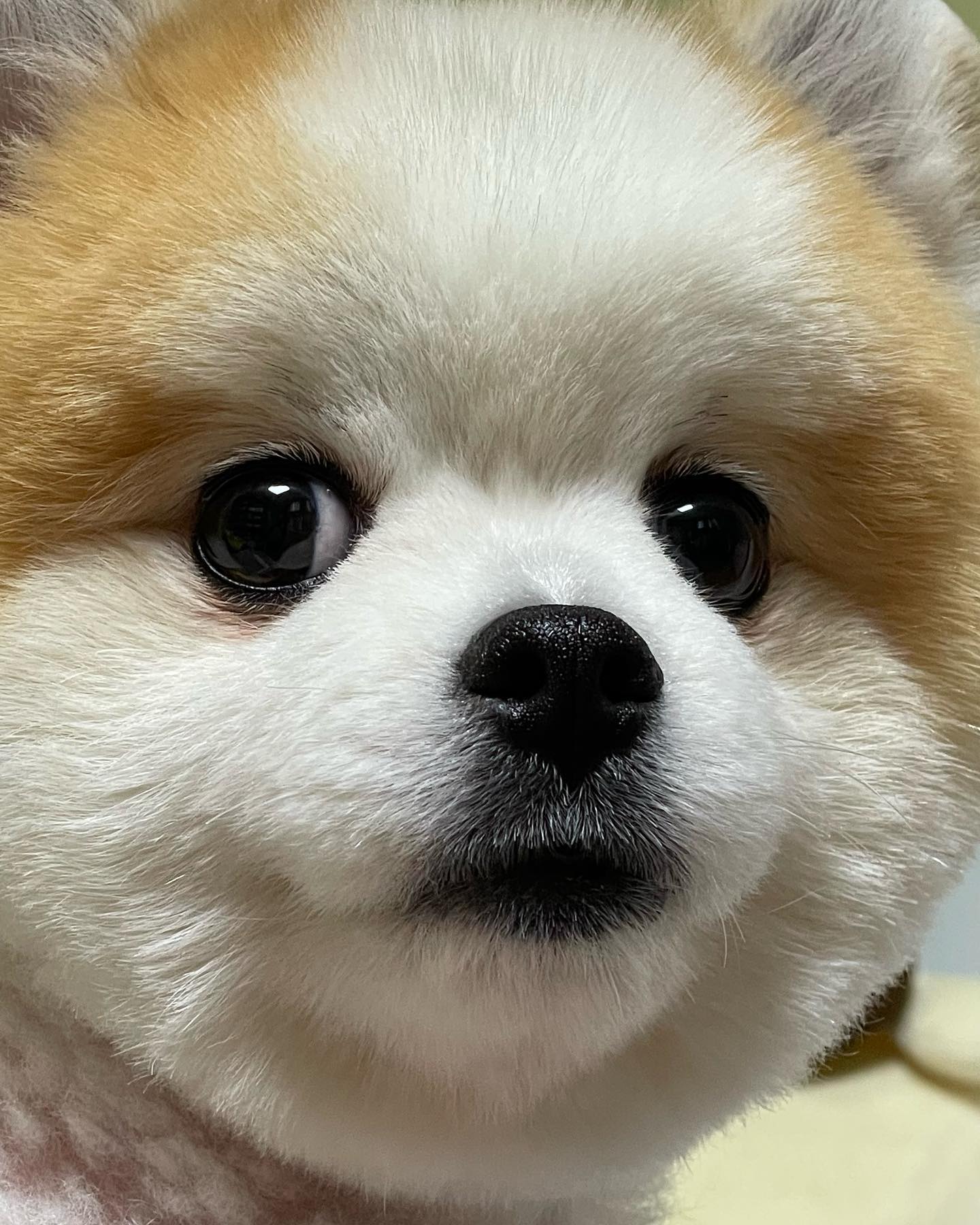 .
귀여운 내새꾸 더덕이를 위해 갔던 케이펫페어-
٩(●˙▿˙●)۶…⋆ฺ
케이펫페어에서 알러펫이라는 비듬,각질 제거제를 만났어요!

더덕이 각질이랑 비듬제거 그리고 보습효과를 주고싶어서
알러펫을 구매했답니다-

안심하고 쓸 수 있는 미국제품이기도하고
무독성 무향상품이어서 부담없이 더덕이한테 발라줬답니다~

가격도 부담없고 용량도 너무커서 오랫동안 잘 쓸 수 있을거 같아요.

일단 알러펫 사용방법이 너무 쉽고 편해요!
타월에 적당량 부어서 적셔준다음 더덕이의 털을
순방향, 역방향으로 쓰다듬으면서 잘 스며들게 적셔주면 끝-

자주핥는 부위에 더 집중적으로 케어해주면 효과가 배가돼요!

알레르기 완화에도 너무 좋은 알러펫,
저는 2주동안 쓰면서 효과가 조금씩 나오는거같아서 너무좋았어요

쓸수록 나와 반려동물에게 좋은 알러펫!
강추합니당..!

#알러펫 #털알러지완화 #알러펫후기이벤트
allerpet_korea