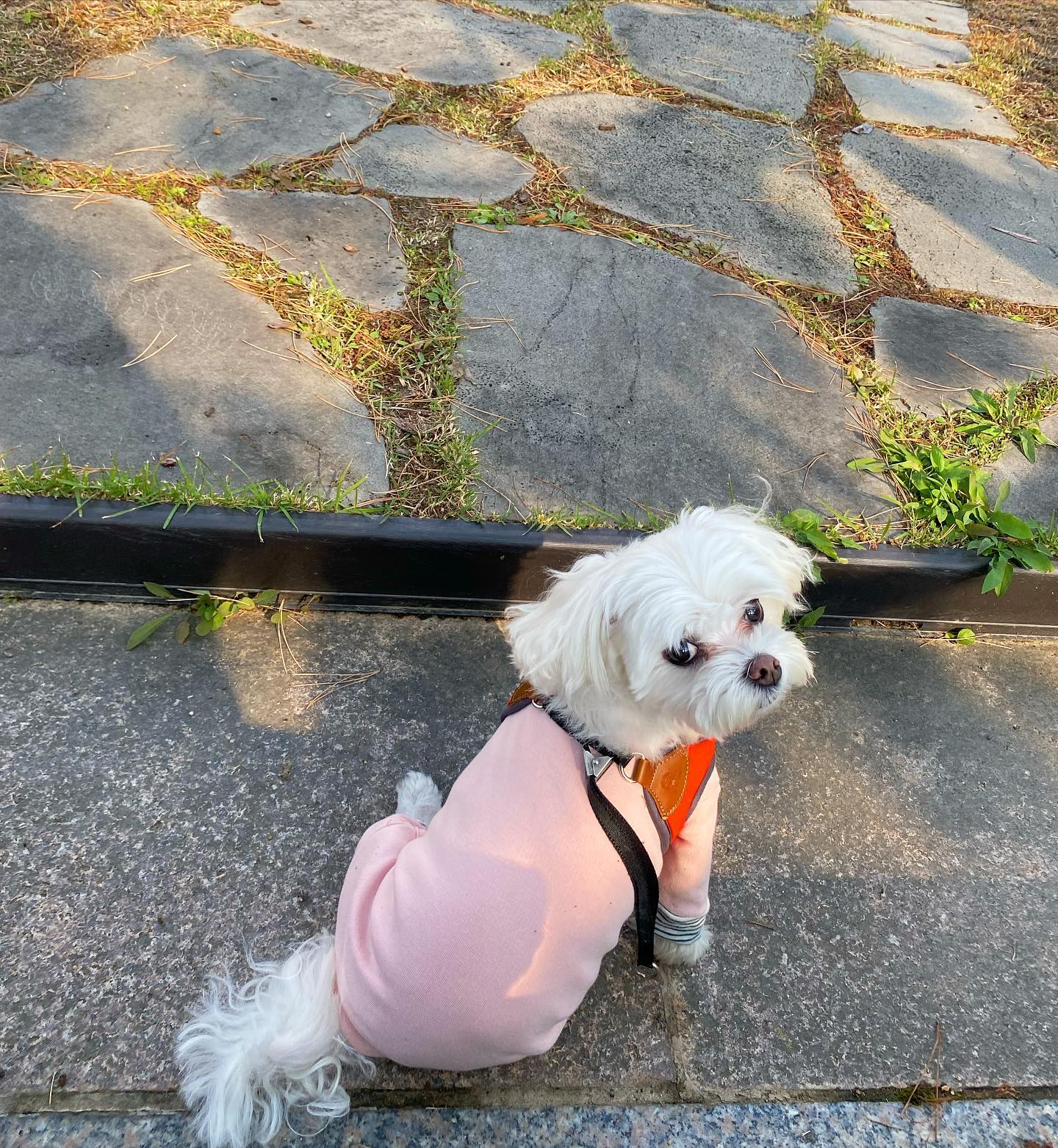 #동구는도그도그 
왜 강아지가 아니라 핑크 돼지가 보이지?

#오산완