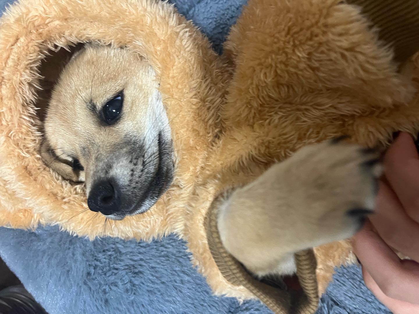 까뭉이 동생 깨물이 🐶🍼