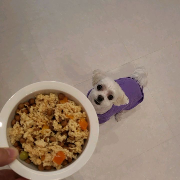 #협찬
뉴트리플랜 홀릭 습식캔 85G
.
🐾흰살참치&야채과일 
🐾닭가슴살&야채과일
.
동원하면 참치인데
동원에서 강아지통조림도 만들어줘따,,
강아지통조림도 신선한 동원참치만을 사용했고
소중한 반려견들의 건강을 최우선으로 생각해
사람이 먹는 것과 동일한 식재료 그대로를 사용한
100% 휴먼그레이드 라 안심👌
.
이번에 1박 놀러갈때 
우리만 맛있는거 먹기 양심에 찔려서
뉴트리플랜 습식캔 들고갔는데 
캔 뜯기도전에 두발로 서고 난리부르스
포스트바이오틱스 유산균 2억마리나 들어있어서
놀러가서 황금💩 까지,,🙄🙄
간식으로도 사료위에 토핑으로 뿌려줘도 굿!👍
.
#뉴트리플랜 #무지개다리파수꾼
#카카오웹툰 #강아지캔 #강아지간식 
#강아지주식 #강아지캔 #강아지통조림 
#강아지습식 #동원 #습식캔 #강아지밥
#동원참치 #휴먼그레이드 #기호성
#흰살참치 #닭가슴살