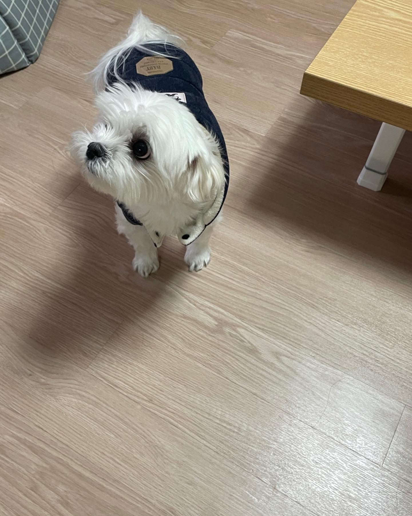 귀별이(귀여운 별이)가 오랜만에 와써용>_<