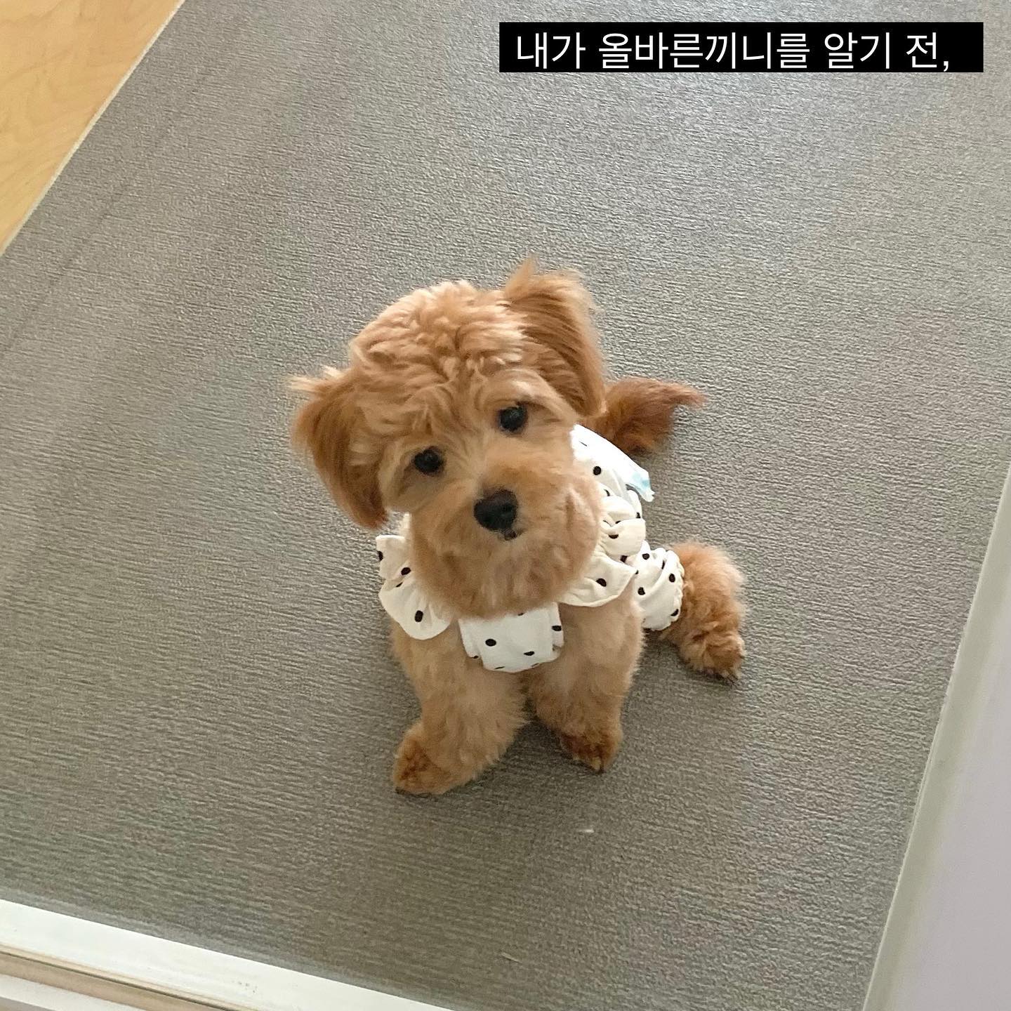 #협찬
올바른끼니 급여 후 달라진 나의 자세😎

발레리노 룽 바이바이👋

* 앉은 자세만으로 슬개골 여부를 판단할 수는 없어요🥺
 룽지의 앉은 자세가 전보다 확실히 안정감이 생겼다는 것을
  보여주는 게시물입니다!
-----------------------------------
⚠️관절 외에 좋아진 점들 요약⚠️

1. 묽은 변, /사료토 한 번도 안 했어요!!!
- 원래 룽지는 1주일에 대략 3번 정도나 사료토를 했는데
  사료토를 자주 하게 되면 식도와 장 모두 손상이 된다는 
  말을 듣고 걱정이 많았거든요😢
 근데 올바른끼니를 알게 된 후, 한 번도 보지 못 했답니다!

2. 눈꼽 냄새+ 눈꼽 양 
- 눈물이 없기로 친구들한테 소문난 룽지
  대신 눈꼽 냄새는 좀 지독했는데,,,,
 지금은 눈꼽 생기는 빈도와 양이 하루에 1번 꼴로 줄었고
  대망의 냄새는 !!! 아예 없어졌다면 거짓말이겠죠 ㅎㅎ
  코박고 맡지 않는 이상 눈꼽 뗄 때는 냄새를 못 느껴요☺️

3. 모질, 모량 개선
- 원래 갈색 털과 흰색 털 비중이 9:1 이었다면
  지금은 7:3 으로 바뀌었어요! 
  그리고 털이 자라는 속도도 전보다 빨라져서
  두달에 한번 미용해야했다면 한달에 한번 미용해줘야
  깔끔하더라구요☺️
 따로 모질 관리는 안 하는데 윤기나게 자라는거 보면
  모질, 모량 효과도 있는 것 같아요:)

🌟 룽지는 관절 ver. 을 먹었는데 관절 외에 좋아진 점들도 
  굉장히 많아서 앞으로도 꾸준히 국개대표 올바른끼니를
  주사료로 먹이고 싶어요🤍
 
룽지와 비슷한 고민을 가지고 있는 친구들!!
사료를 올바른끼니로 교체해보는 것 추천해요🍚👍

coreadog

#국개대표#올바른끼니#국개대표서포터즈#찐사료#강아지눈물사료#강아지관절사료#강아지피부사료#강아지피모사료#강아지모질사료#강아지모질관리#강아지사료#강아지밥#강아지습식사료#기호성좋은사료