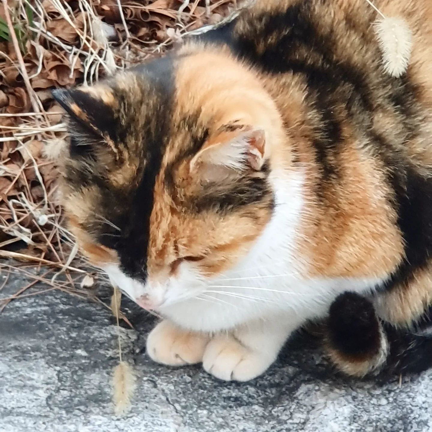 아..🤦‍♀️ 어디서 꼬순내 나지 않습니까? 
귀여워... 발을 그냥 와랄라 호롭 냠

저 ... 보숭보숭 털을!!!!
나 왜 고양이 없나...

#고양이는정말귀여워 #삼색냥 #근데왜 #나만고양이없어사람들다고양이있고나만없어 #왜지🤷🏻‍♀️ #고양이 #cat #meow #takealook #😺❤️