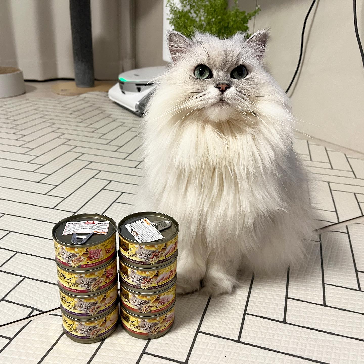 #협찬 받은 #주식캔 🐱🐱
#퍼시캣 먹이구 있는데요,,
원래 프리미엄 캔 먹였는데
다른 캔 먹이는 사이
슈퍼프리미엄이 나왔네요,,!!??
.
.
용량은 80g인데
두마리한테 한번 먹이기
딱 좋아요🐱❤️
슈퍼프리미엄은
치킨이 주재료인데
치킨 결 다 살아있는거
보이시나요,,
치킨베이스라
단백질 보충에도 좋고
자작한 육수는
수분보충에도 좋아요🥹🐱
.
.
#습식캔 #고양이습식 #고양이주식캔 #퍼시캣 #퍼시캣고양이캔 #기호성좋은고양이캔 #퍼시캣캔
