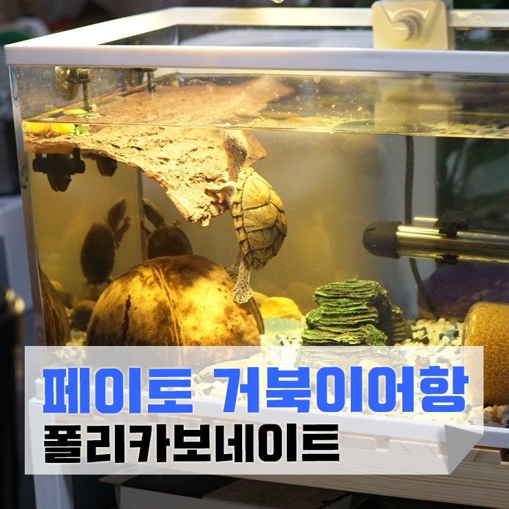 가볍고 안 깨지는 페이토 폴리카보네이트 어항 반수생거북이키우기