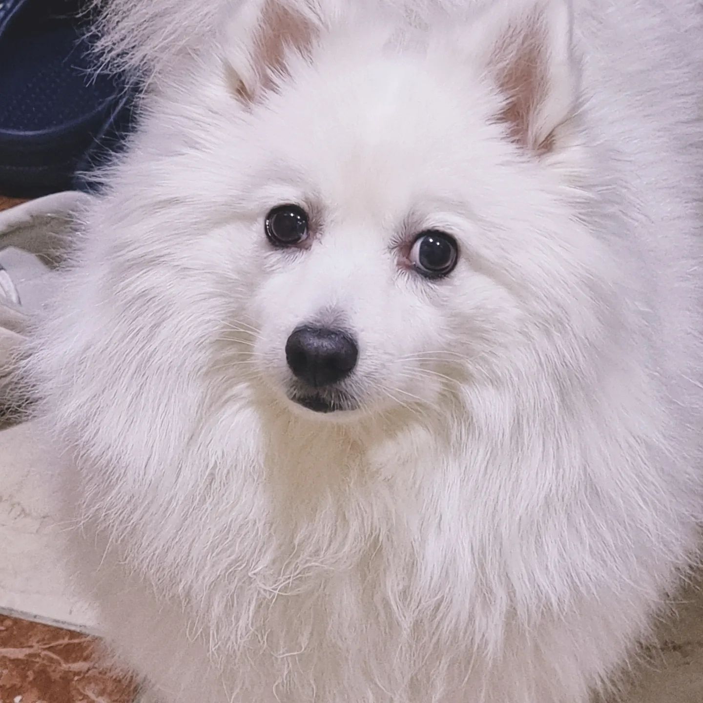 ❤혼자 두고 간다고 
실망한 저 표정 우째ㅜㅜ
구르미 먄🤣
