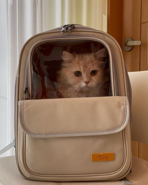 허니와레몬 (강아지핀맛집) on Instagram: "야옹 😸 ㅇ ㅒ들아 나 마이카생겼다 병원갈때나 논노갈때마다 딱딱한 철장안에 태워가서 내가 늘 못마땅해다냥 요거이 양털깔린 바닥이 나를 폭신하게 해준다냥😸 뜨끈한 방석느낌? 분리세척도 가능한고가튼데~?😸 글구 사방에 구녘을 왤케 많은겨?바깥세상 구경하느라  촌냥이 눈돌아간다냥🤪 튼튼하기는 말할것도 없다냥 뭐 대문도 이중이고 창문 매쉬망도 두겹이고~ 안쪽에 고리가 있어서 갑자기 튀어나가는 사태에도 철통방어라네👍 가끔 가출하고싶어하는 내마음 묻어둬야게따… 어제 옴마는 6키로 허니를 이 가방에 넣고 자전거타고 댕기던데? 탈만하다나모라나😄 암튼 외출가방 한동안 이걸로 정착이얌 그동안 쇼핑백처럼 한쪽에 걸치던 가방만 써서 어깨 빠지는줄 알았는데~ 옴마가 이거 신세계래😸😸😸

#광고#강아지백팩#고양이백팩#고양이이동장#고양이가방#고양이이동가방#인더코코"