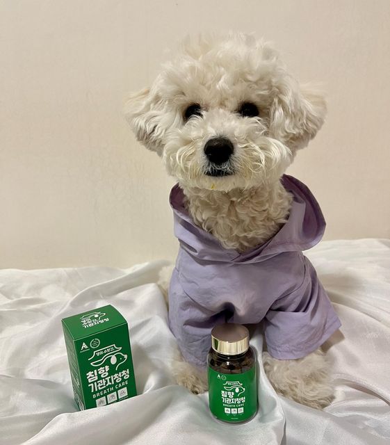 🌸김짱구.김짱아🌸 on Instagram: "#협찬 #제품제공
🧚🏻‍♀️ [댕이수랏간] 침향기관지청청

📌 침향기관지청청은❓
✔️기관지 회복을 돕는침향
✔️기관지에 좋은 영양성분
✔️편안하고 거부감없는 맛
✔️전성분 100% 공개
✔️다양하고 간편한 급여방법
✔️믿을수있는 급여 시설에서 제조

침향의 효능🤔❓
항바이러스와, 항균작용으로
면역력 증진, 항산화 물질 함유로 염증억제등 수면연장에 도움‼️

#댕이수랏간 #댕이수랏간기관지영양제 #기관지협착증 #거위소리
 #켁켁거림#강아지호흡기영양제#강아지기관지영양제#강아지영양제추천"