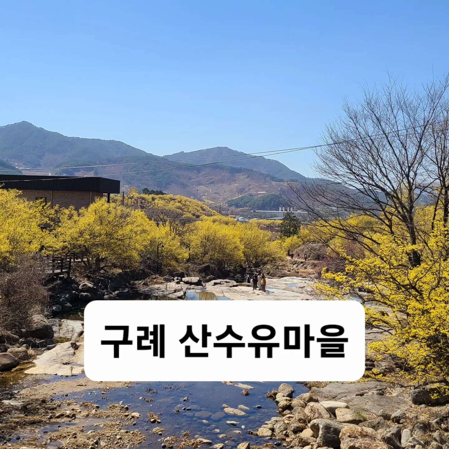#구례 #산수유 #산수유마을 #꽃구경 
#노랑주의 #봄꽃축제 #산수유축제 #바람따라 #전국방방곡곡 #안지향챌린지 
#기록스타그램 #여행 #전남여행 
#봄에꼭가봐야할곳

구례 산수유축제~~
바쁜 와중에 여기는 꼭 가보고싶어서
왕복 네시간 운전에
1시간 찍고 돌아와야 했지만

봄 한가운데 벌써 내가 들어가있는 듯한..
산수유마을~~

<구례군청에서 가져온 걷기좋은 산수유길 5군데>
1. 꽃담길, 꽃길(반곡마을)
- 서시천과 어우러진 산수유길 대표 코스
- 3.6km 1시간 10분 소요, 산수유사랑공원 - 대음교 - 평촌교 등
2. 사랑길(원좌마을)
- 산수유 군락지와 소박한 마을 탐방 코스
- 3.1km 50분 소요, 상관교 - 상관마을 - 수석공원 등
3. 풍경길(상위마을)
- 산동면 조망과 생활 속 산수유농업 마실코스
- 1.7km 40분 소요, 각시계곡 - 상위교 - 산유정 등
4. 천년길(달전마을, 삼성마을)
- 할아버지 나무를 만나는 문화코스
- 2.6km 40분 소요, 달전 할아버지나무 - 수평마을 - 삼성마을 등
5. 둘레길(현천마을)
- 현천제에 비친 산수유와 지리산 둘레길의 만남코스
- 1.4km 30분 소요, 현천저수지 - 현천전망대 등