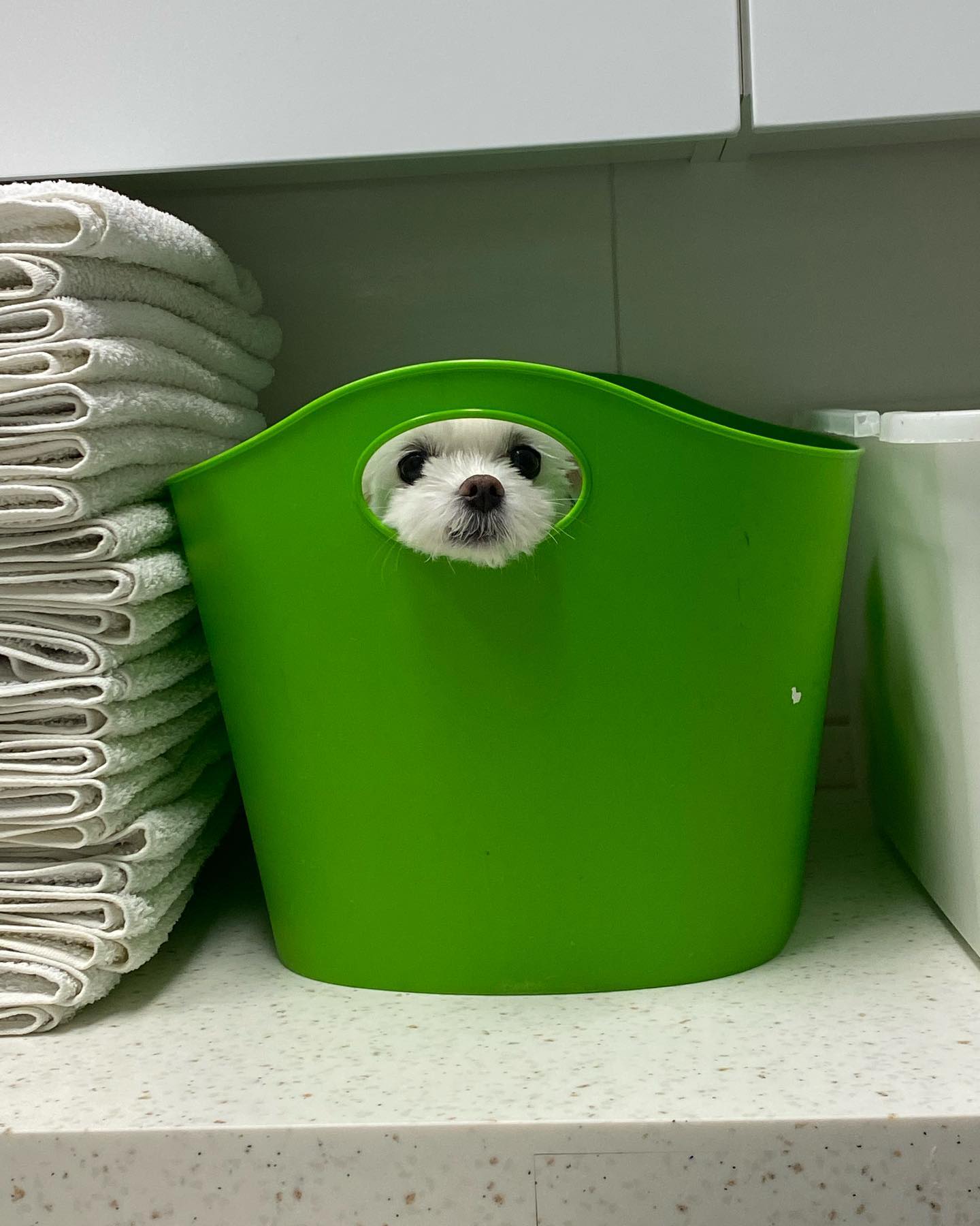 💩싸서 엉덩이 닦아주고 잠깐 빨래통에 넣었더니 손잡이 구멍으로 빼꼼 쳐다보네 ㅎㅎㅎ아 귀여워🐶🥰💕

#강아지 #말티즈 #토이말티즈 #하엘 #귀여운강아지