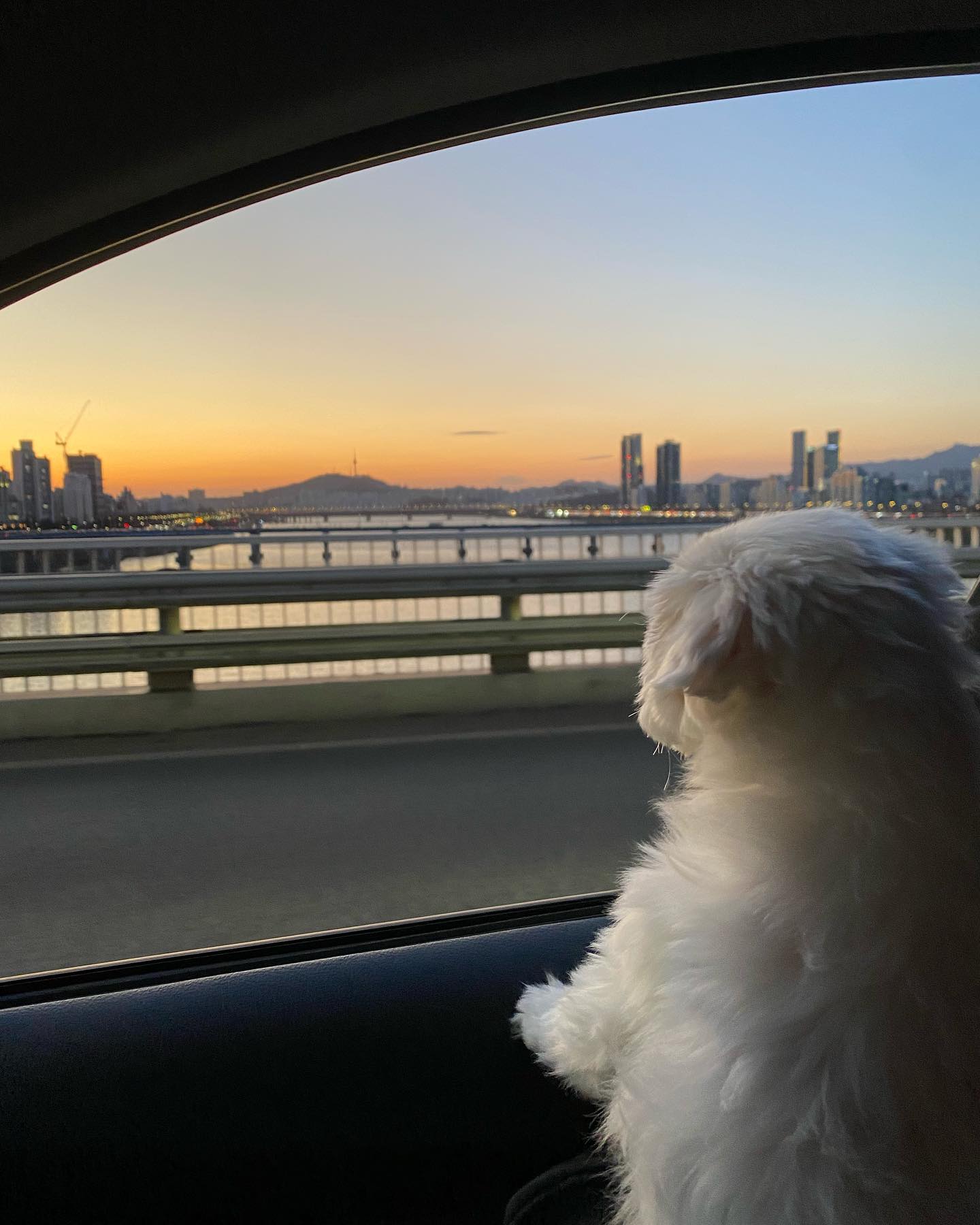 퇴근하는 뒷모습…
졸귀 🐶 
노을지는 한강뷰는 언제나 멋지네! 

#퇴근하는강아지 #한강보는강아지 #강아지#말티즈 #토이말티즈 #하엘